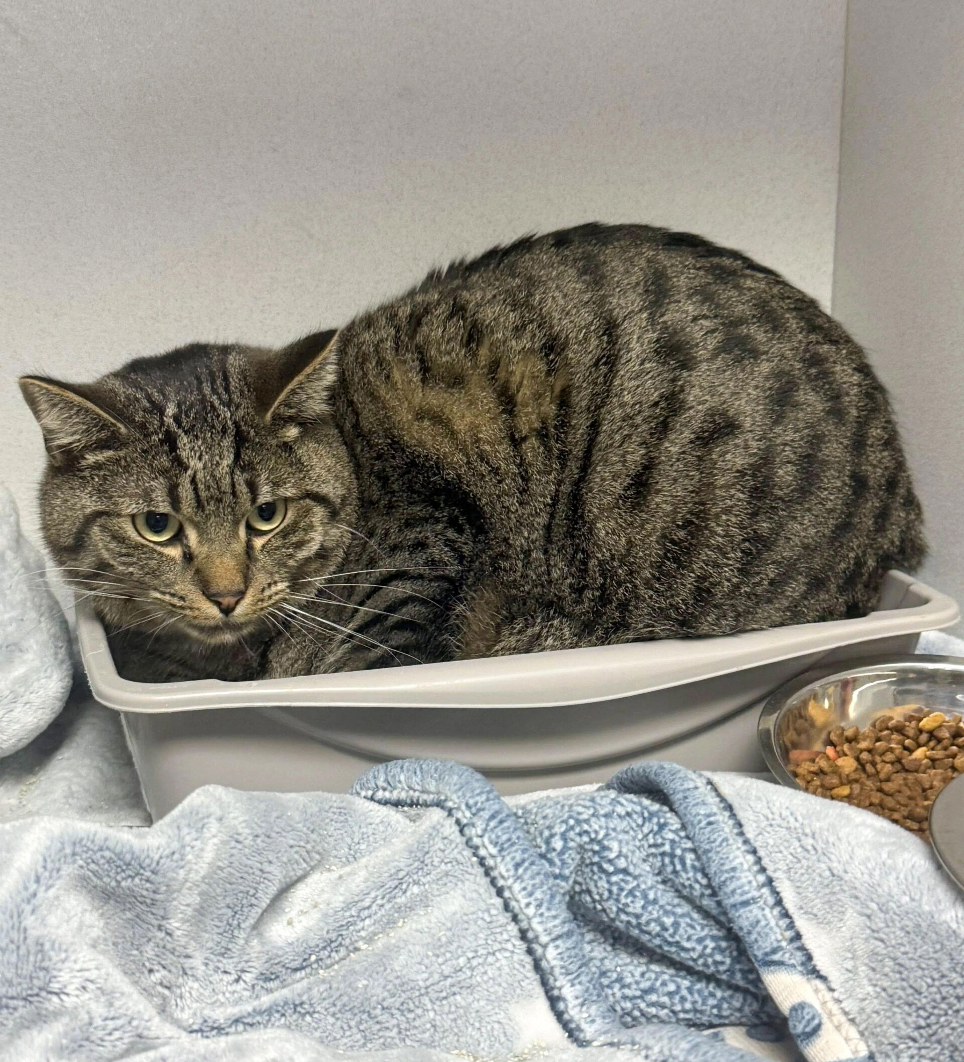 Found pet-1