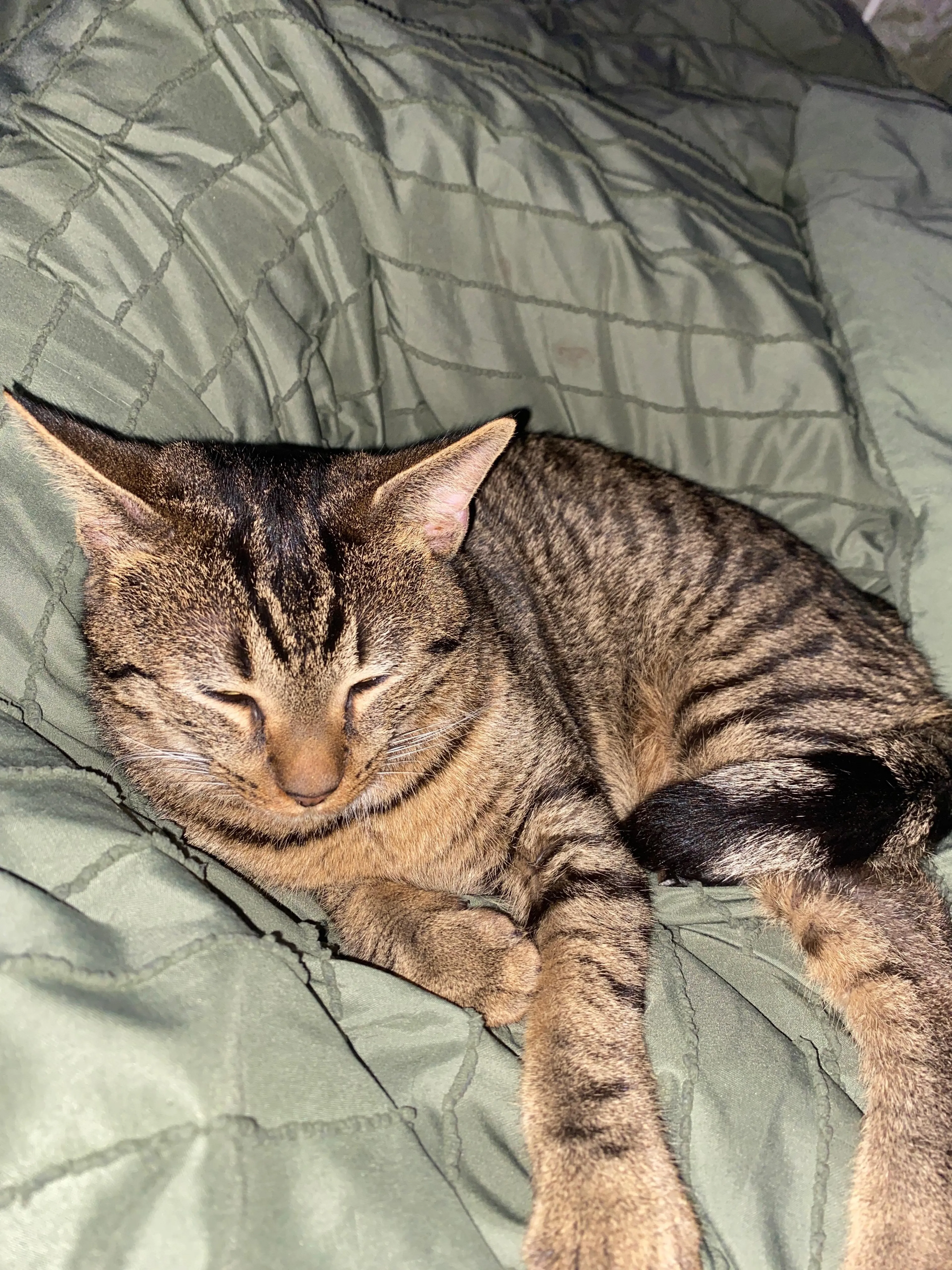 Found pet-0