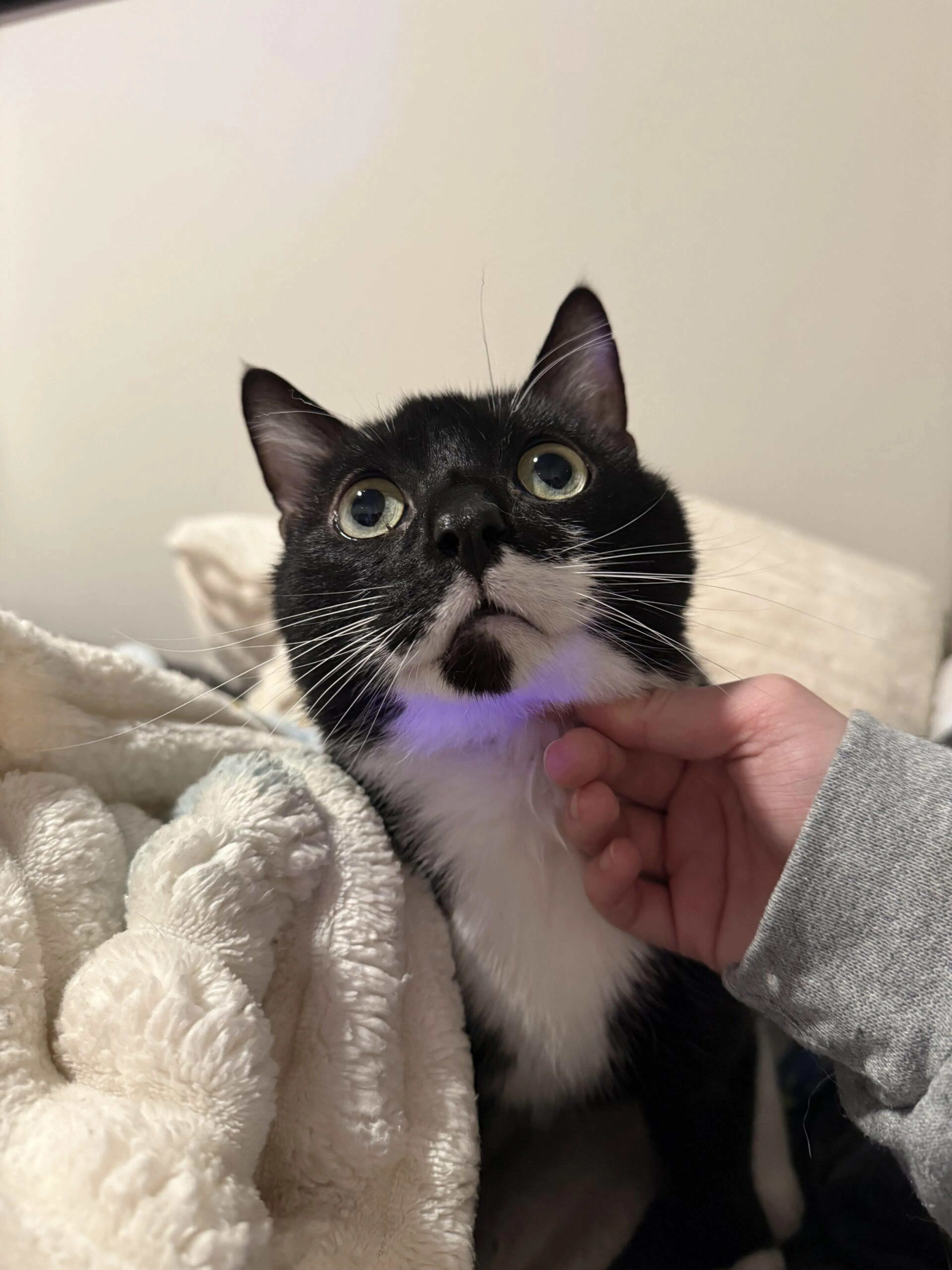Found pet-1