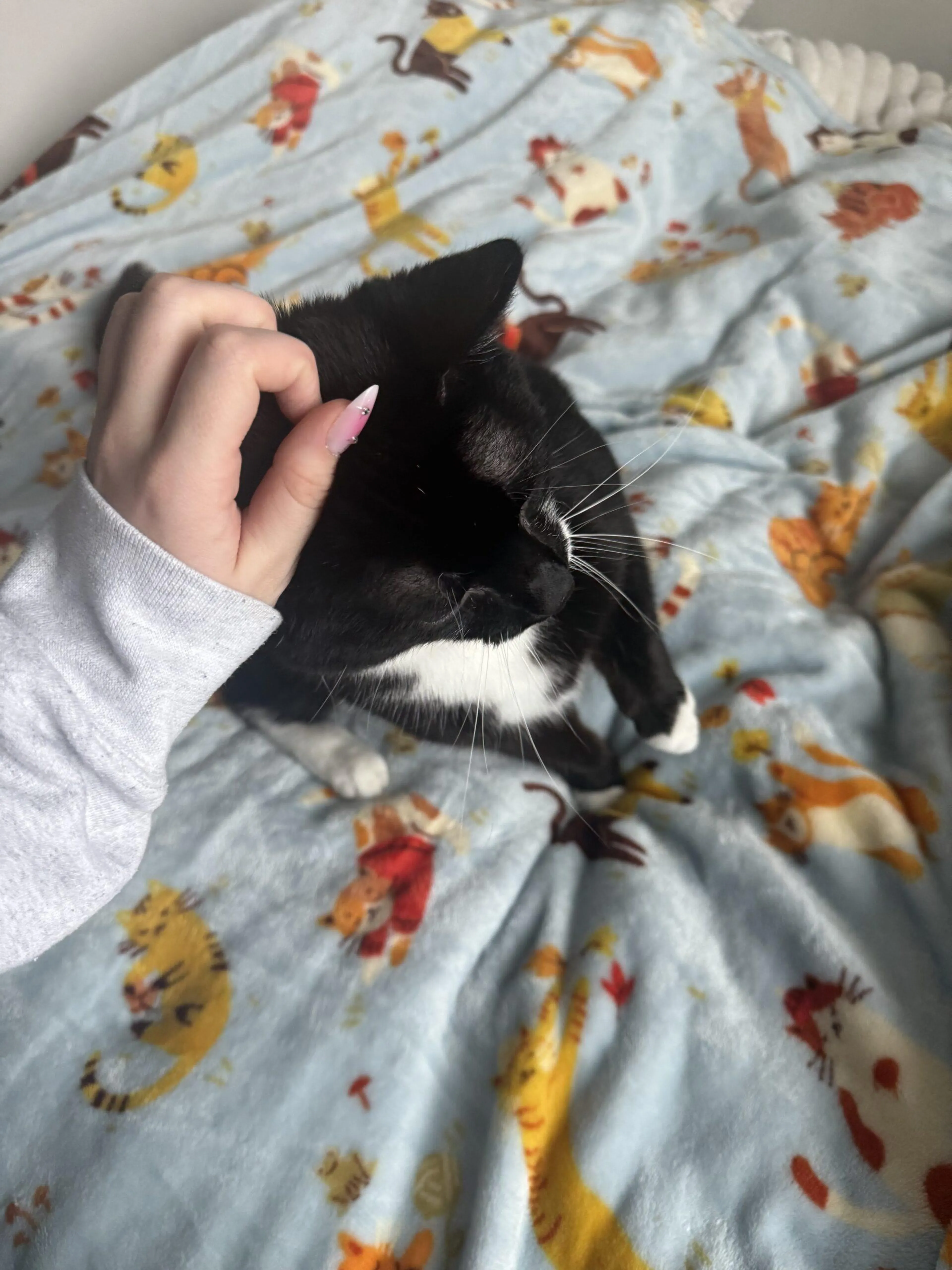Found pet-2