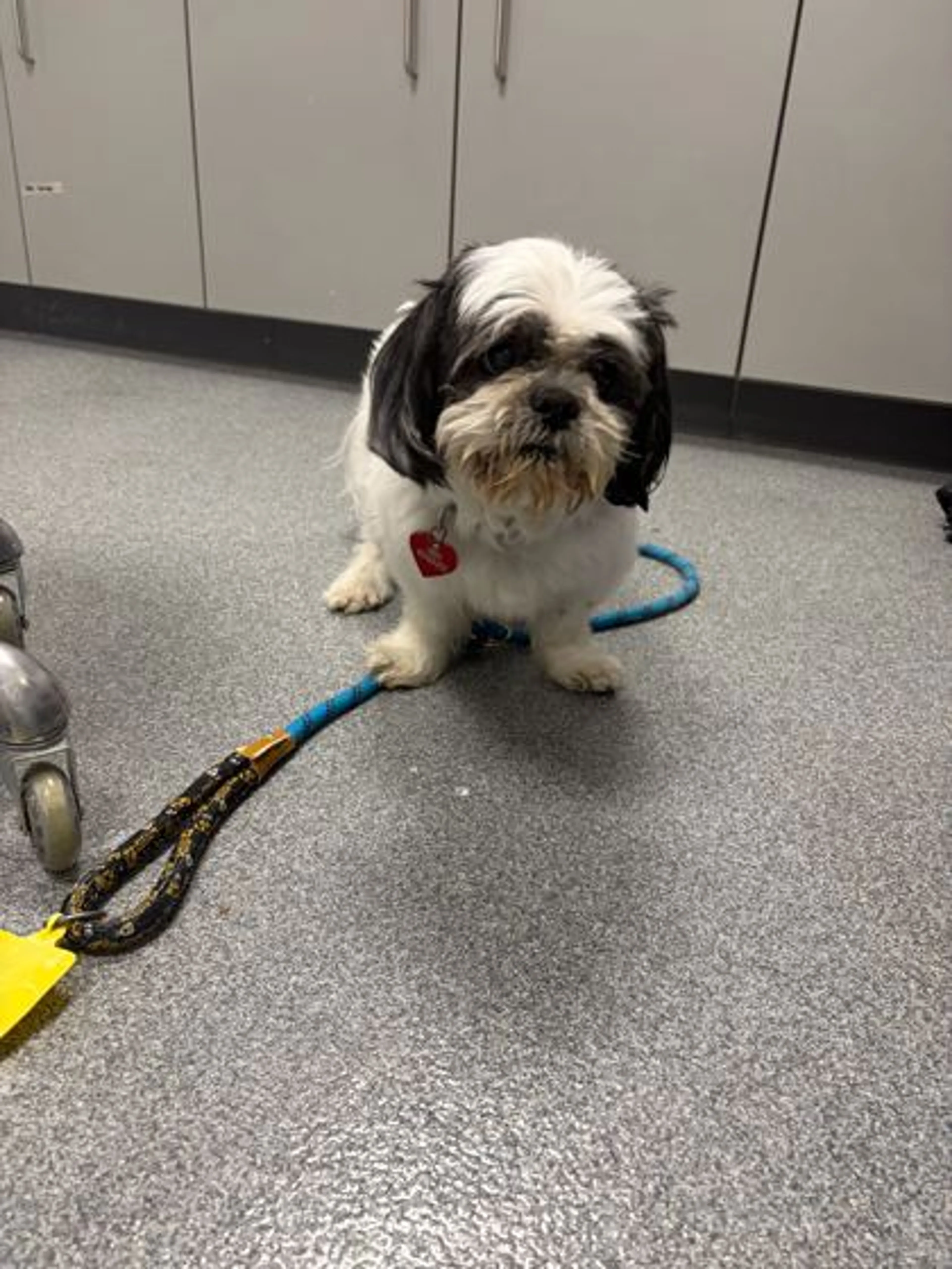 Found pet