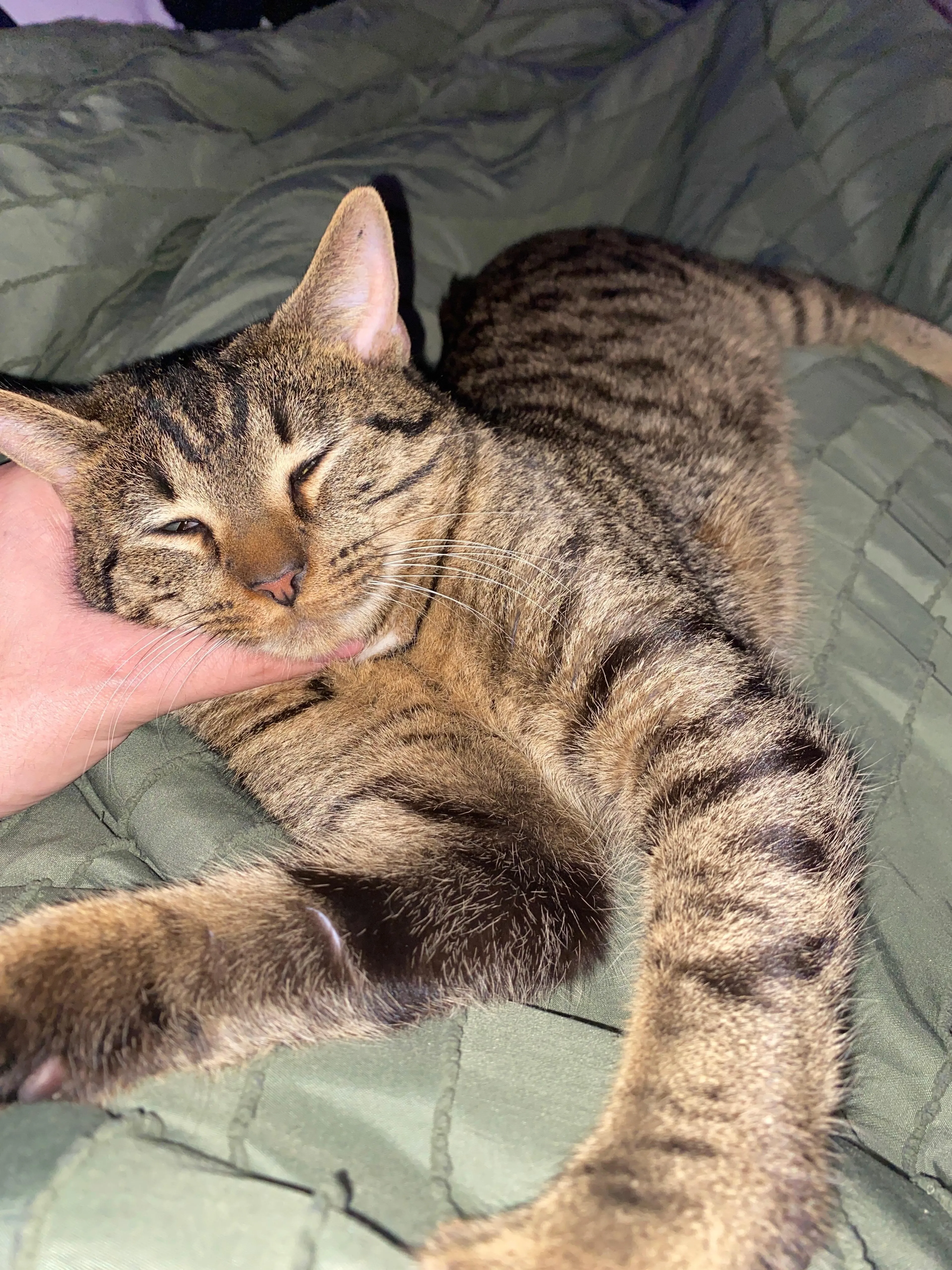 Found pet-2