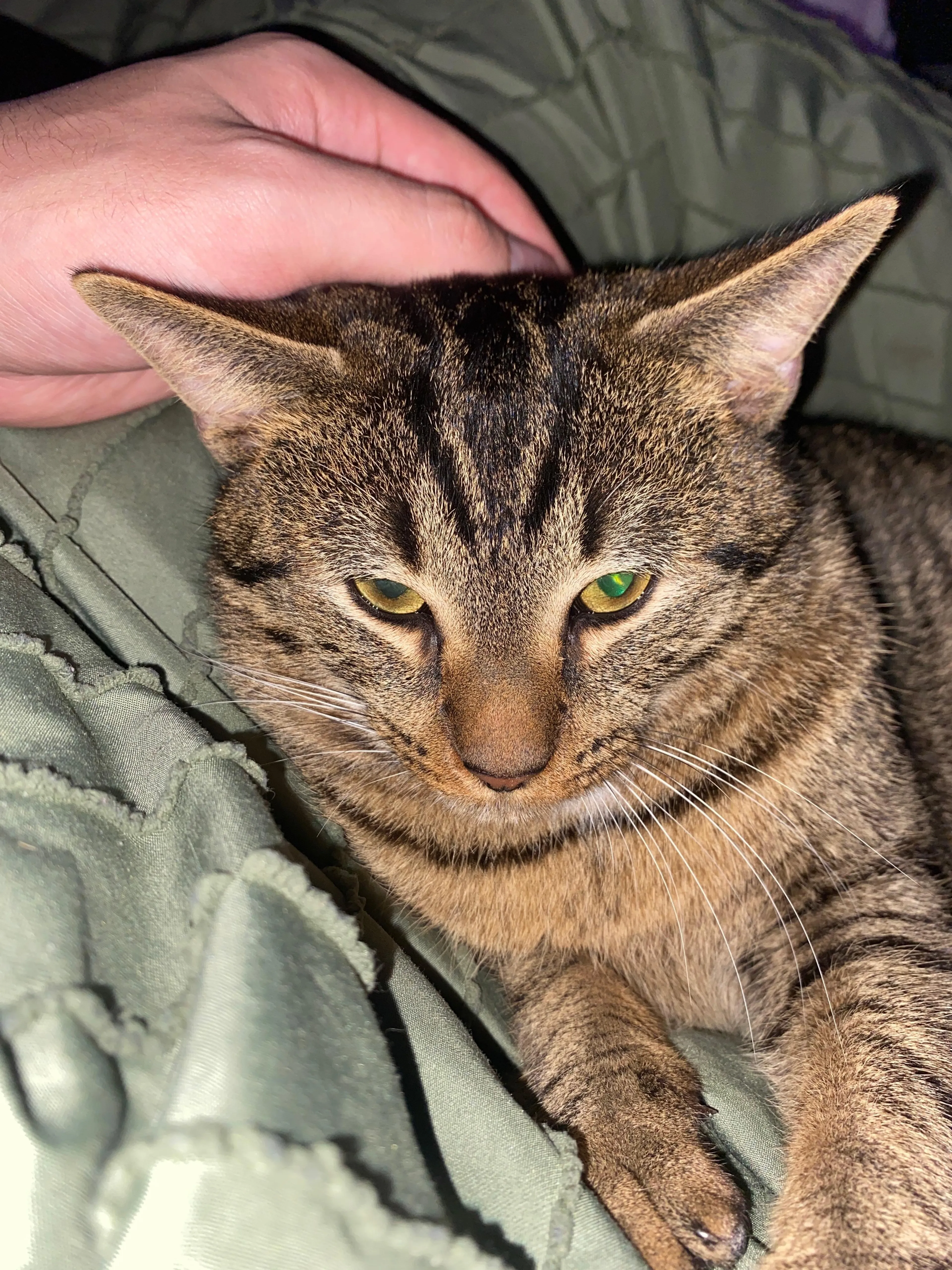 Found pet-0