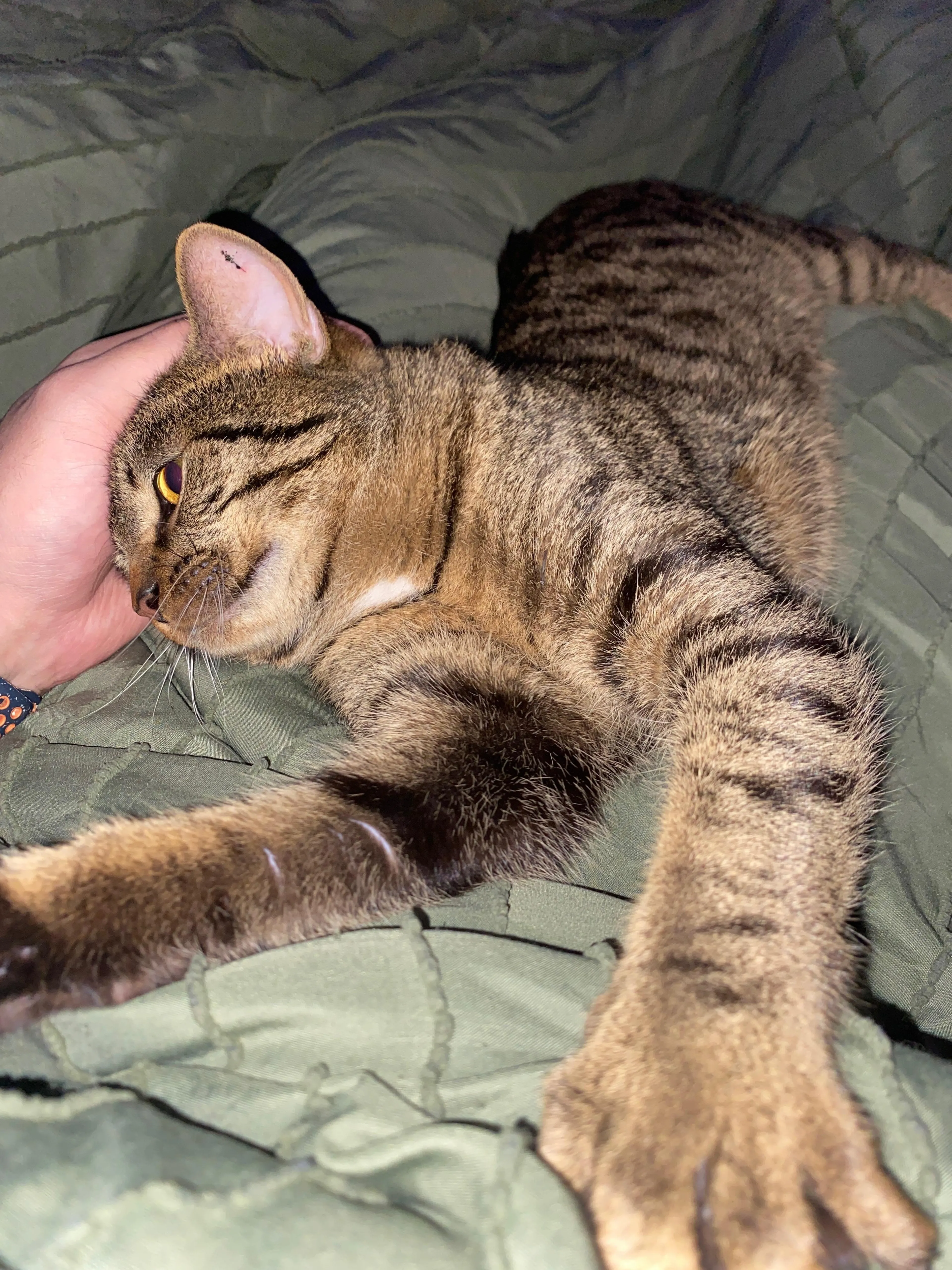 Found pet-1