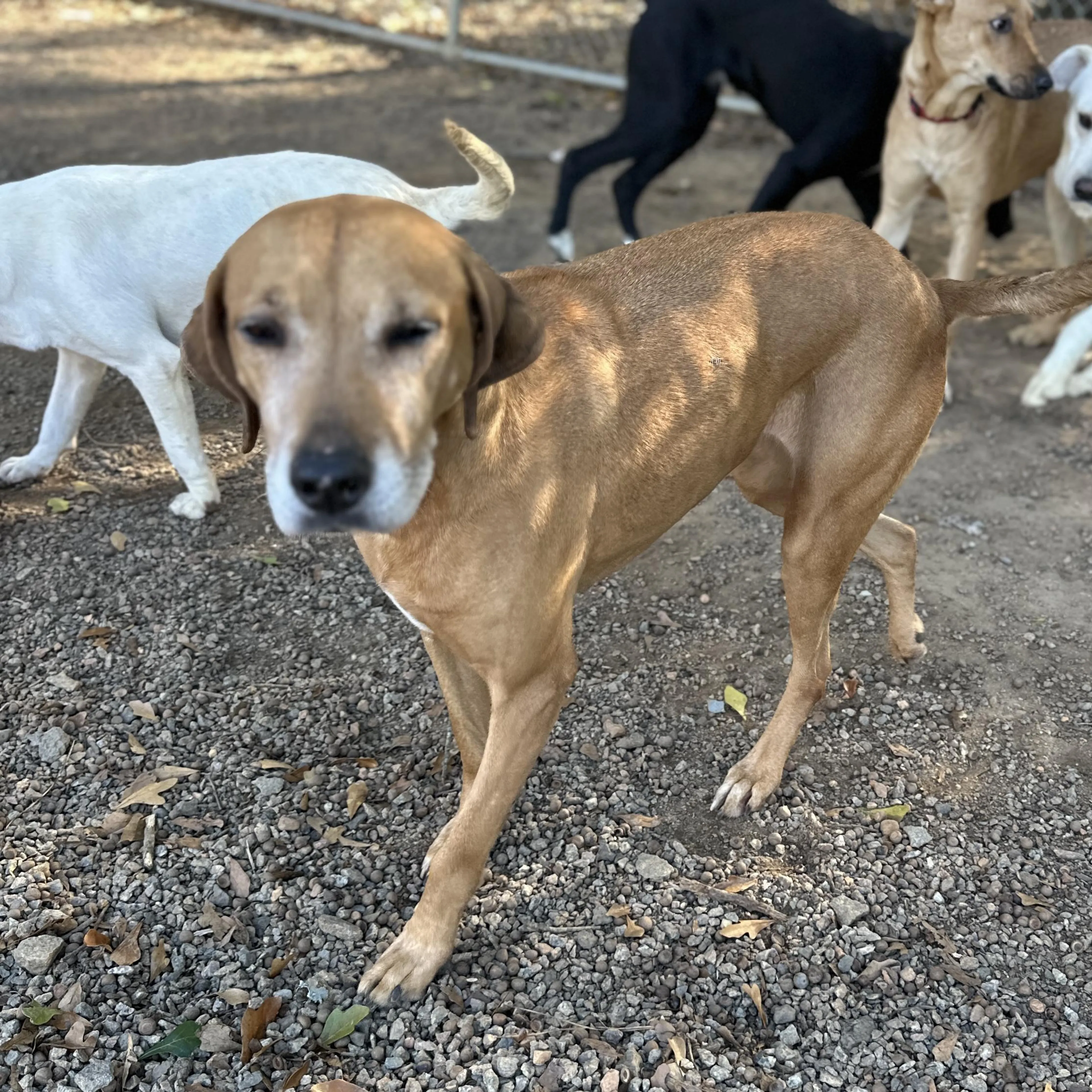 Found pet-5