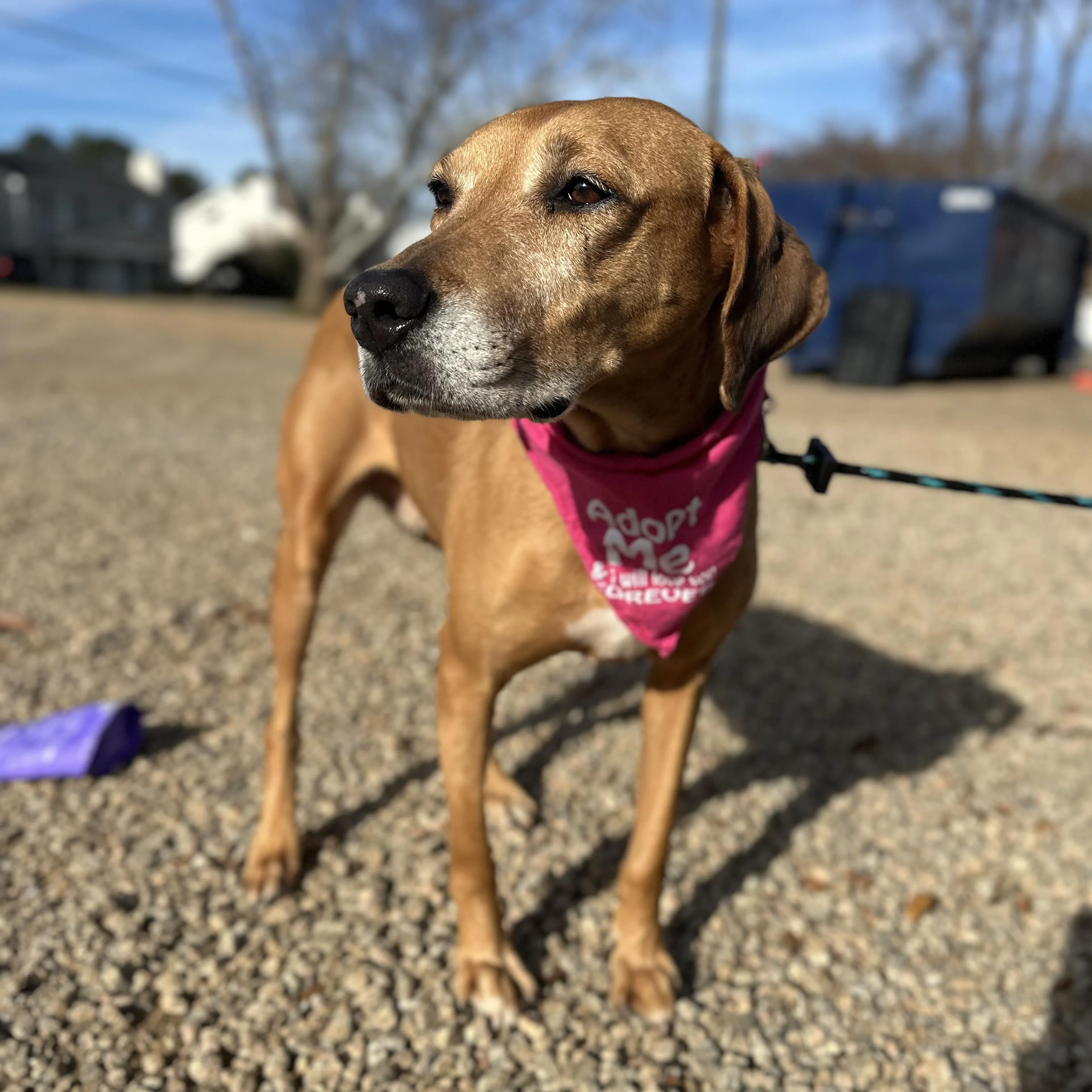 Found pet-4