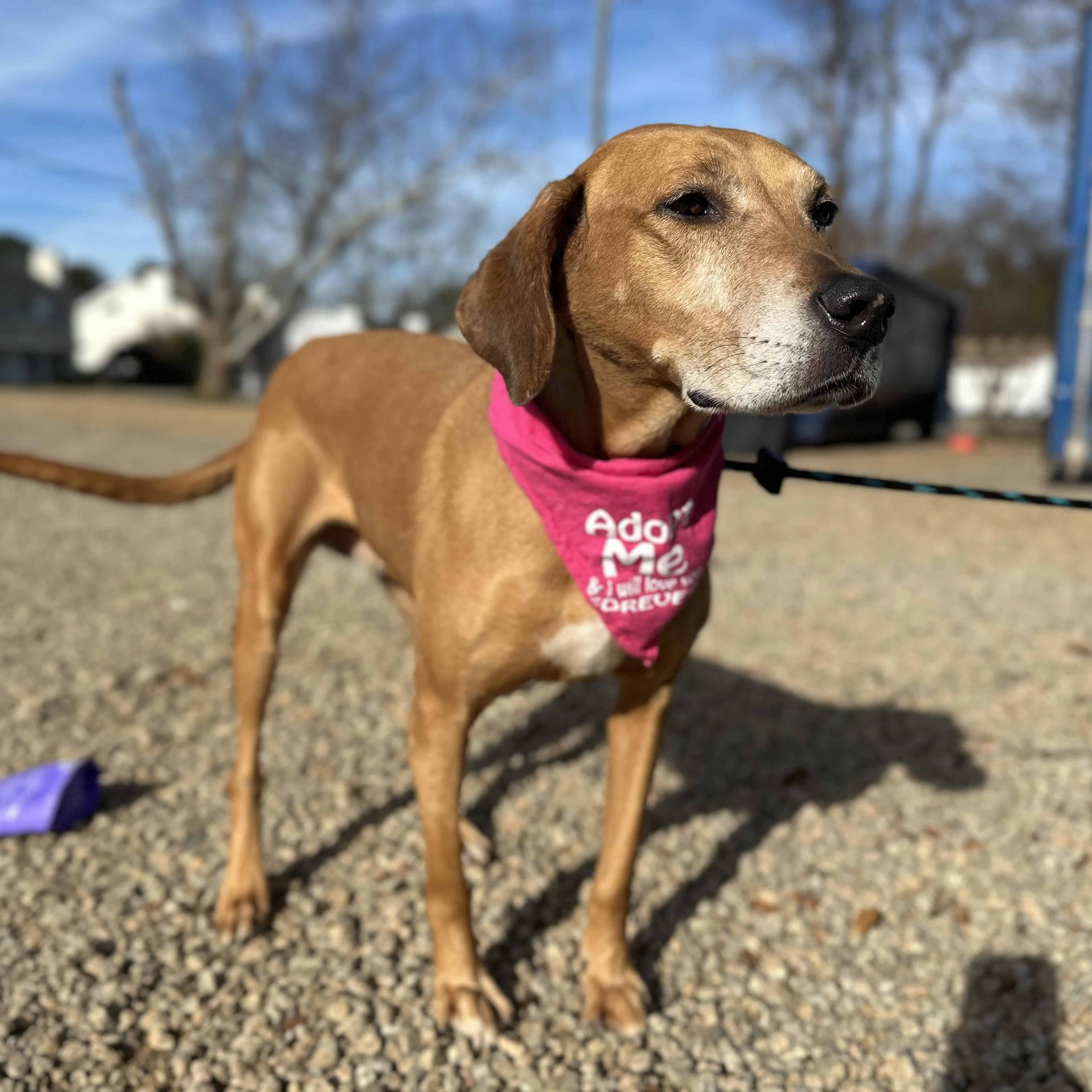 Found pet-1