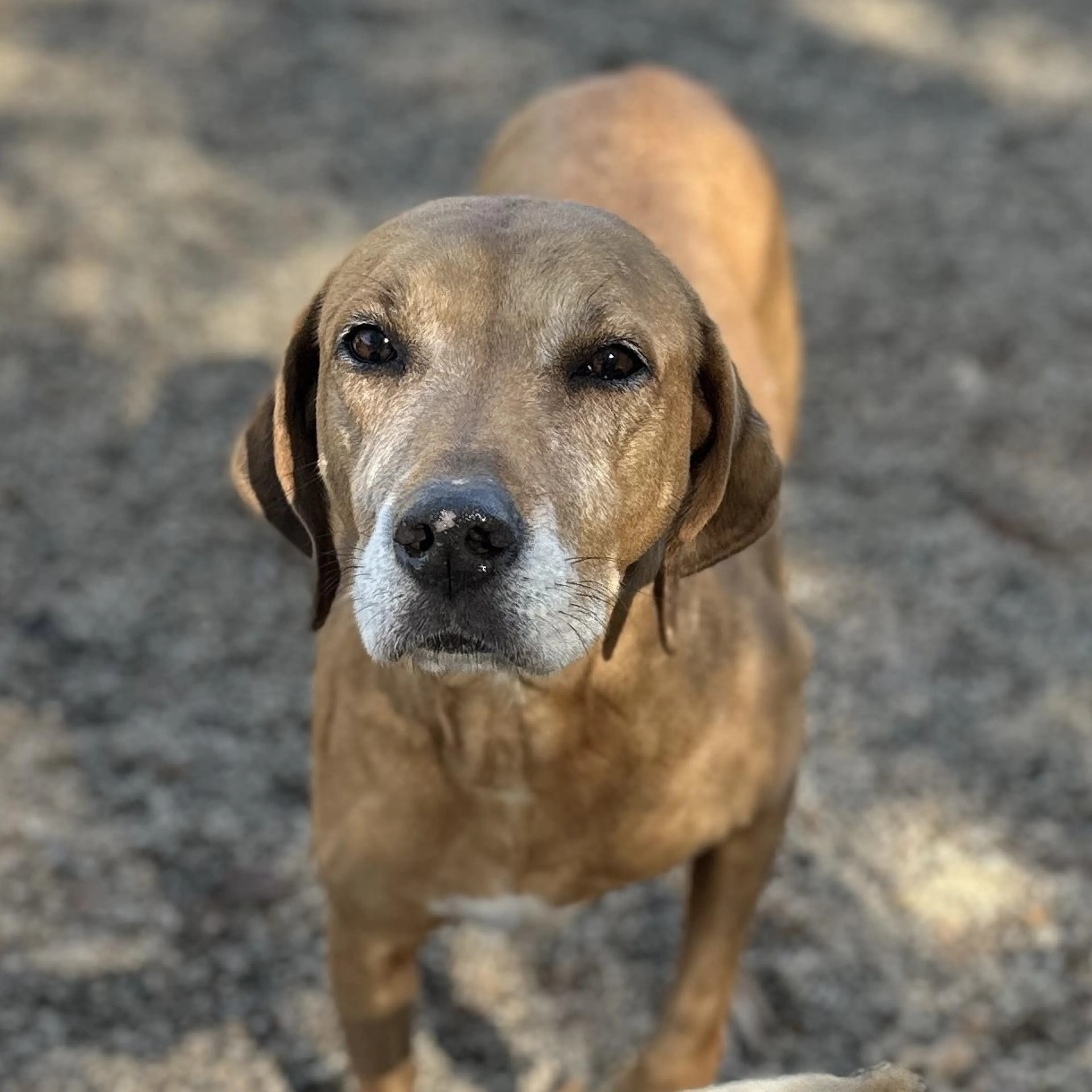 Found pet-2