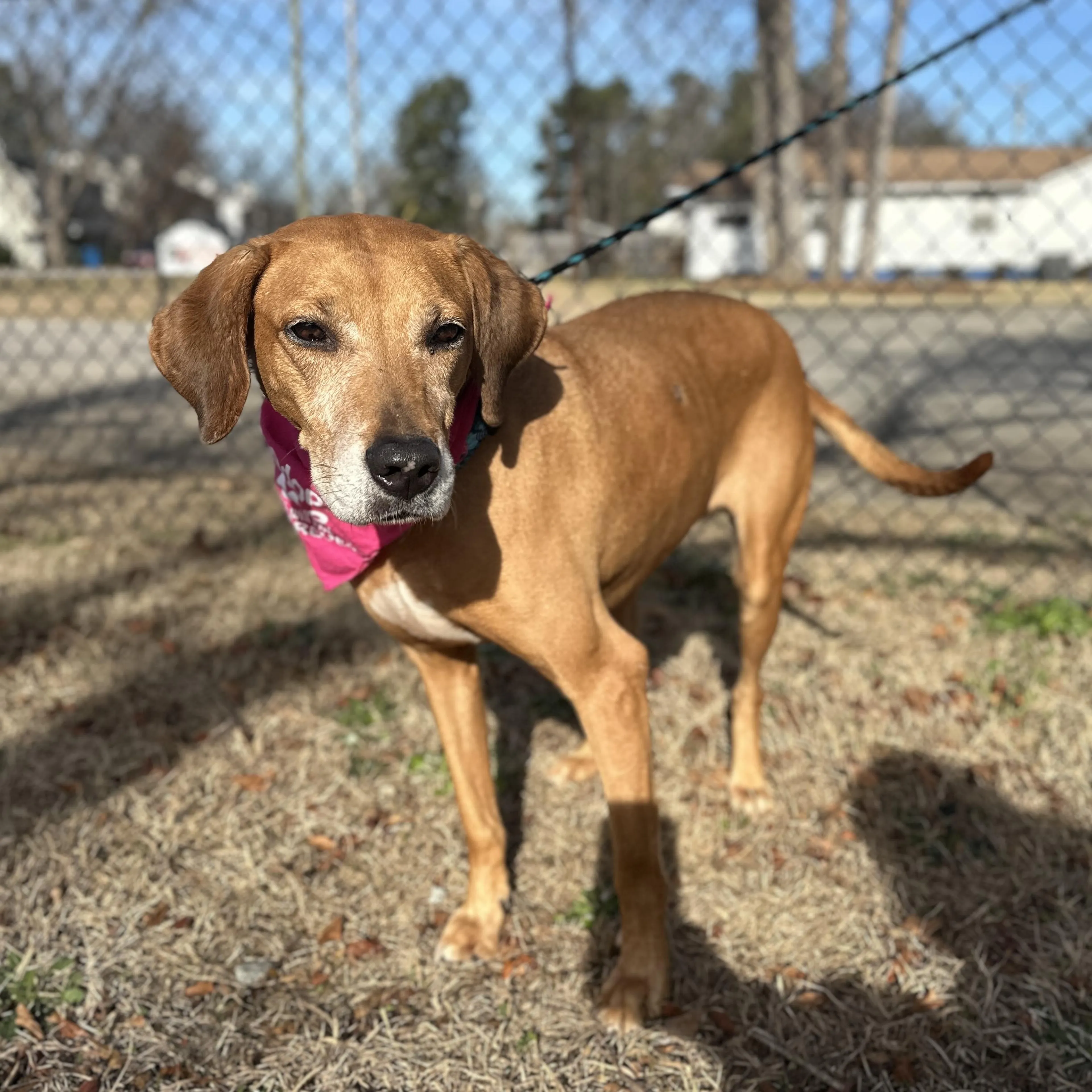 Found pet-3