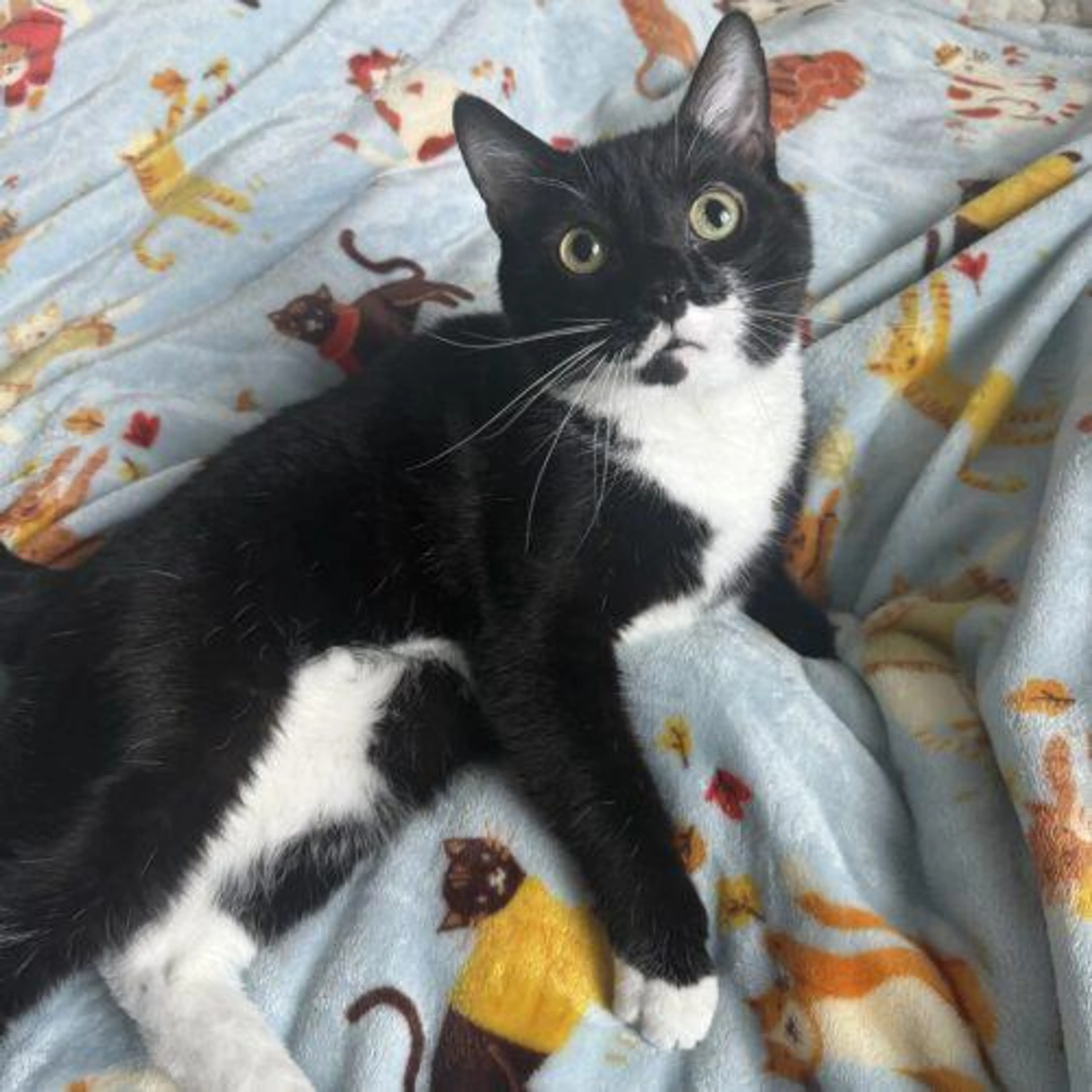 Found pet-3