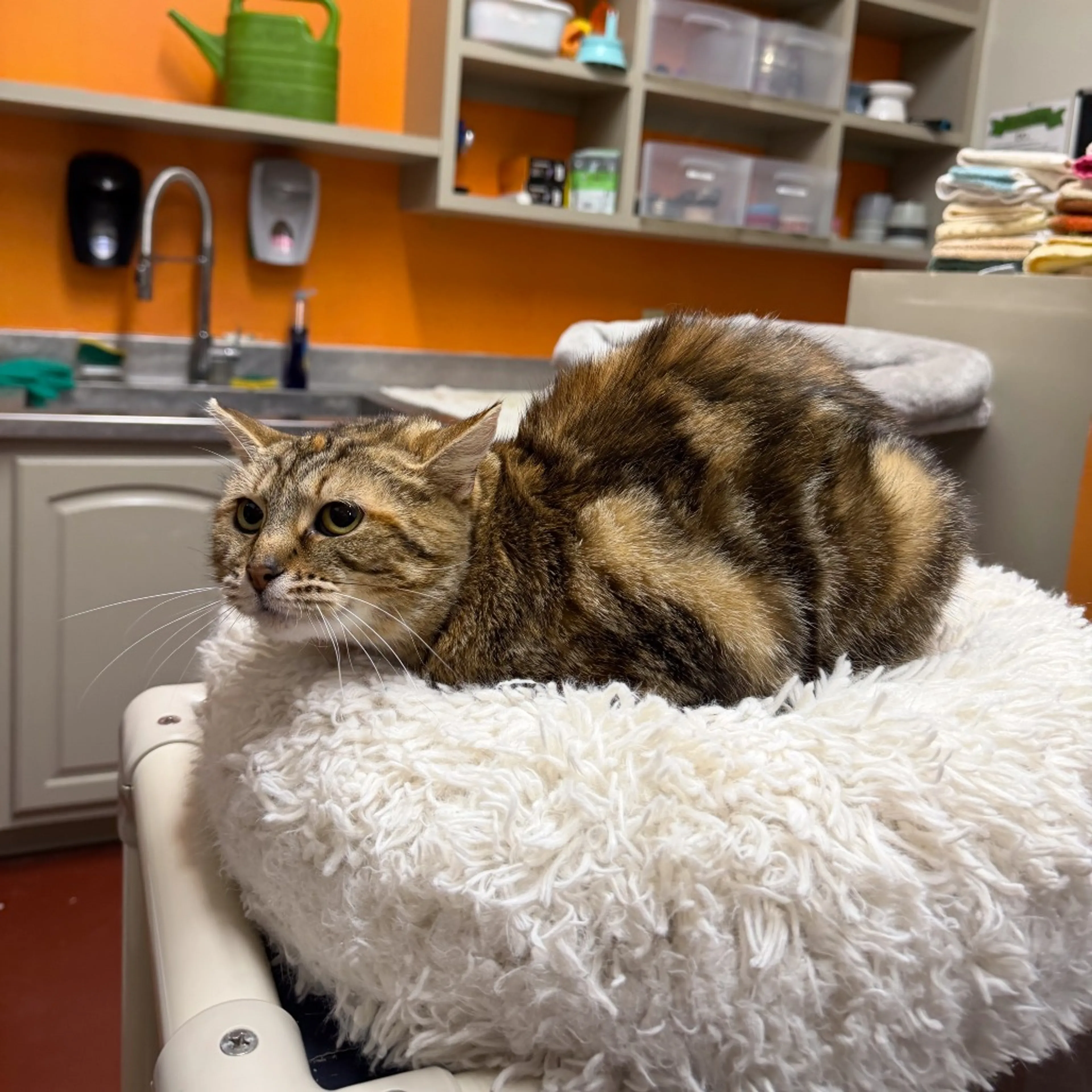Found pet-3