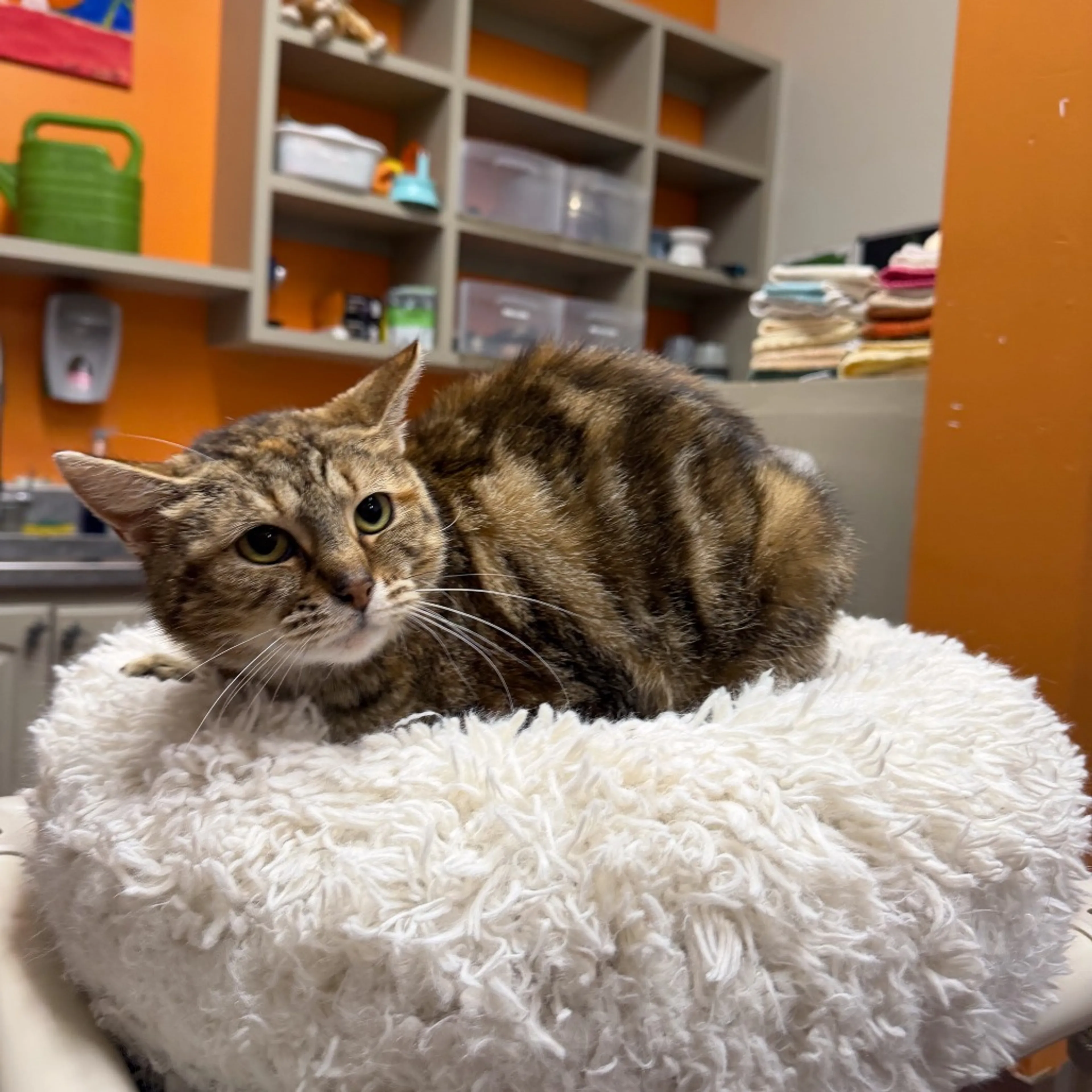 Found pet-1
