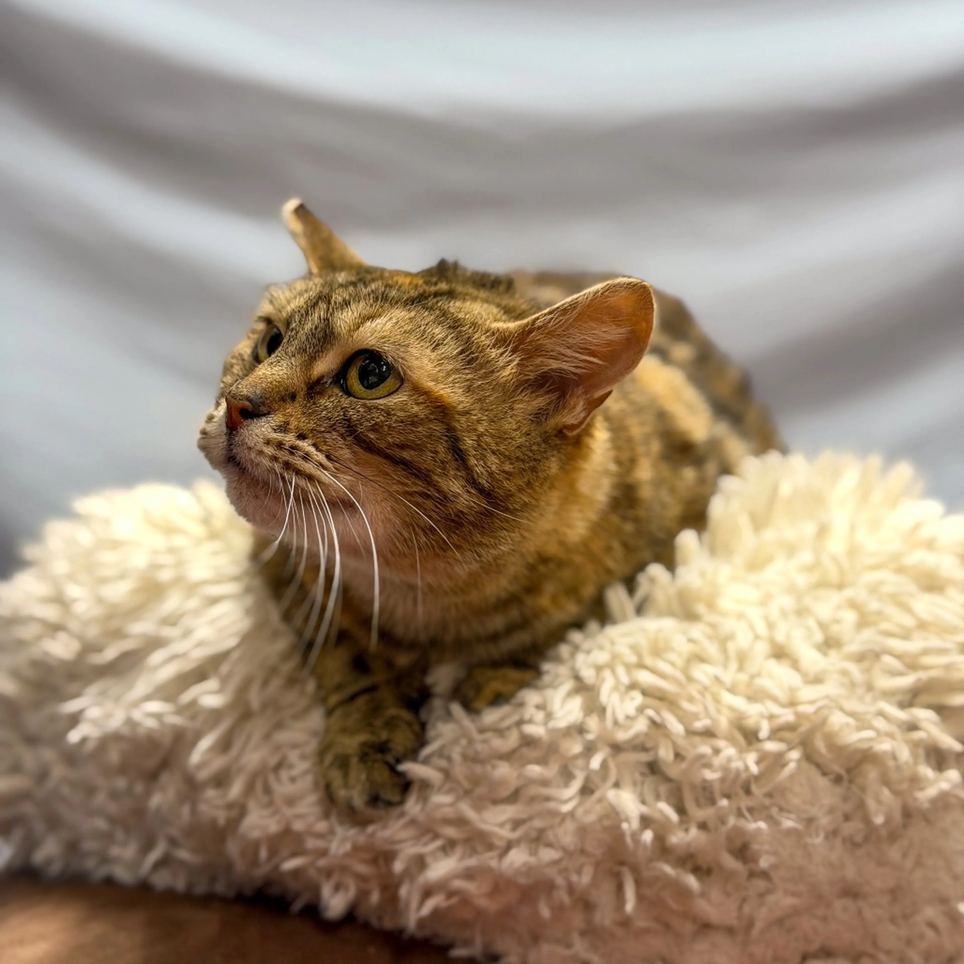 Found pet-4