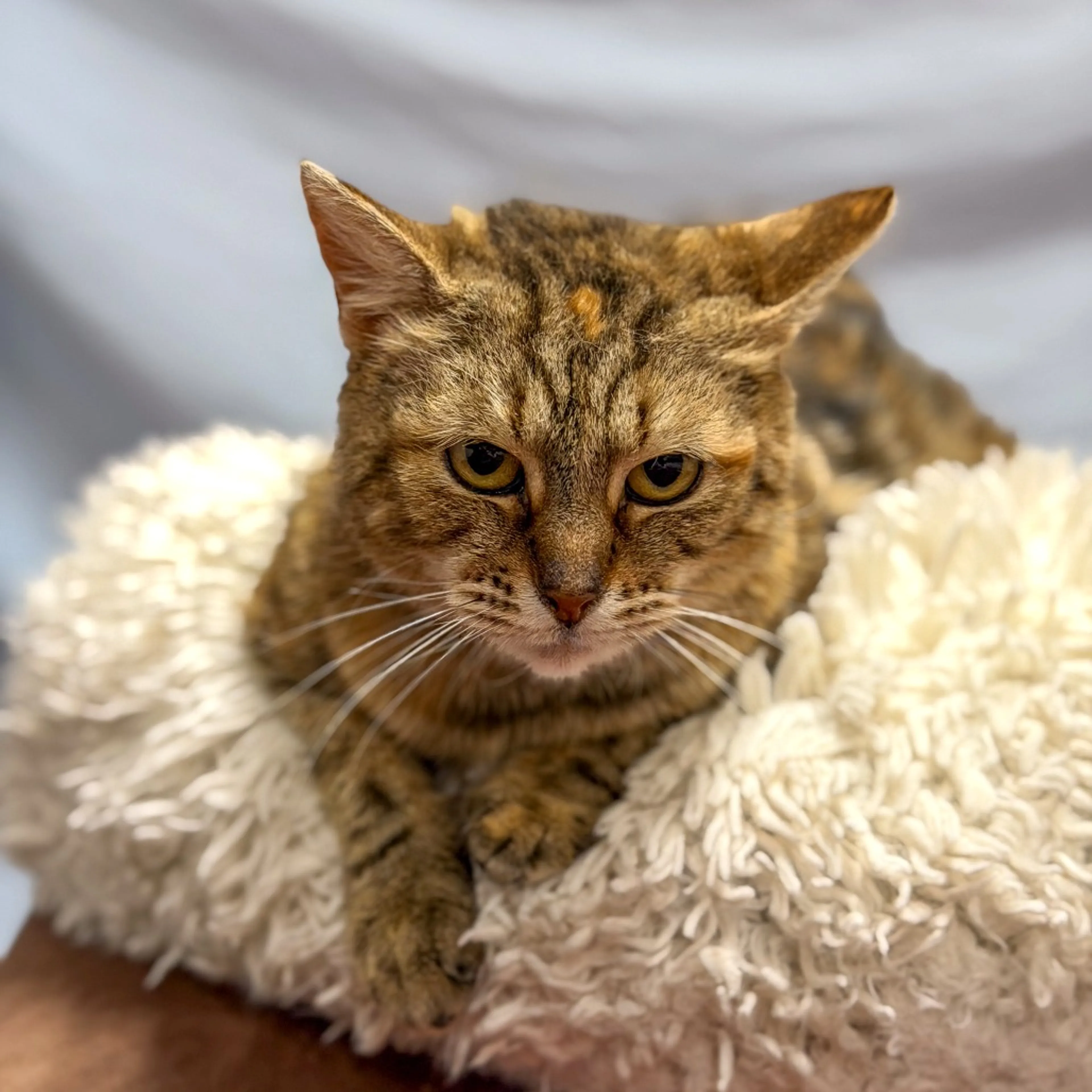 Found pet-5
