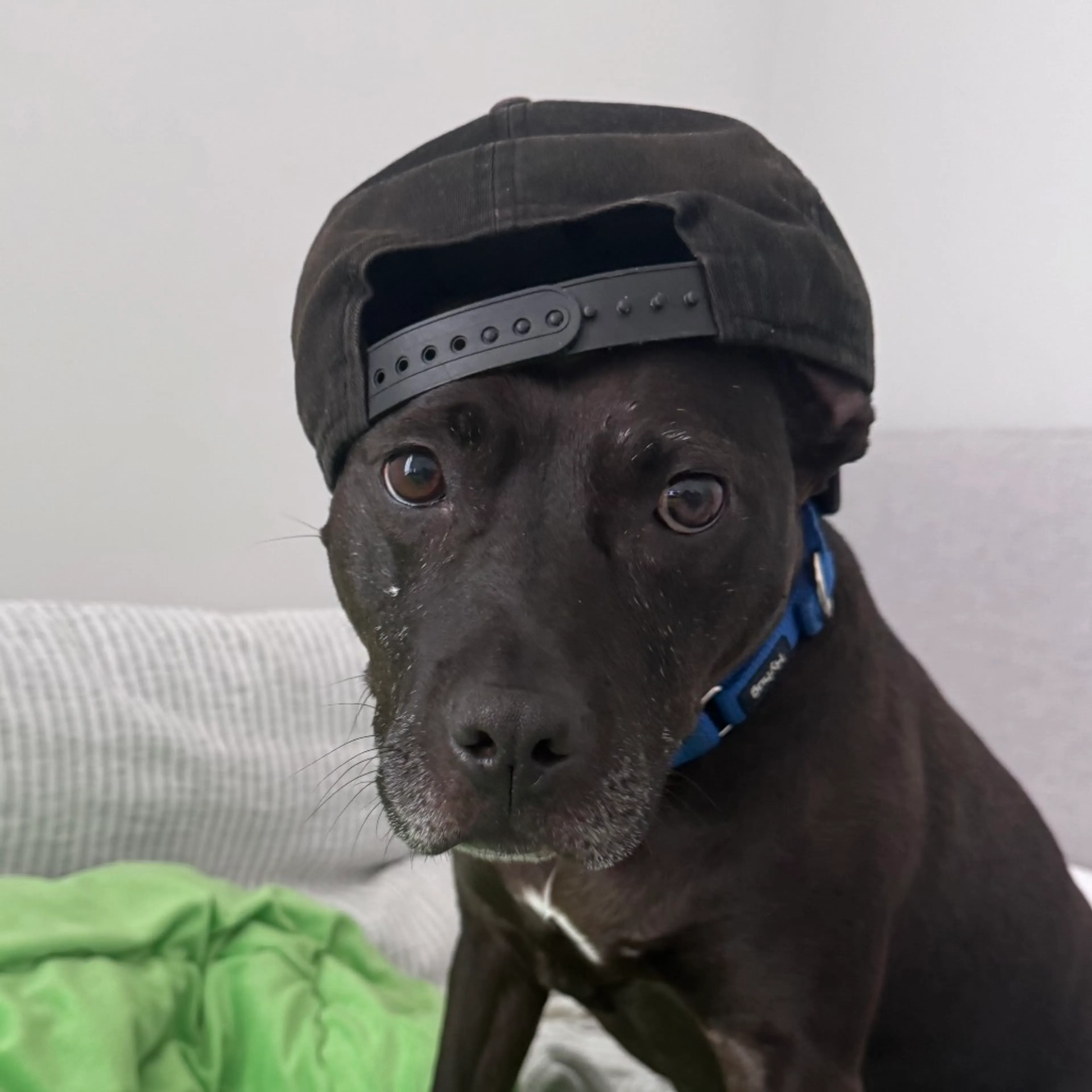 Found pet-13
