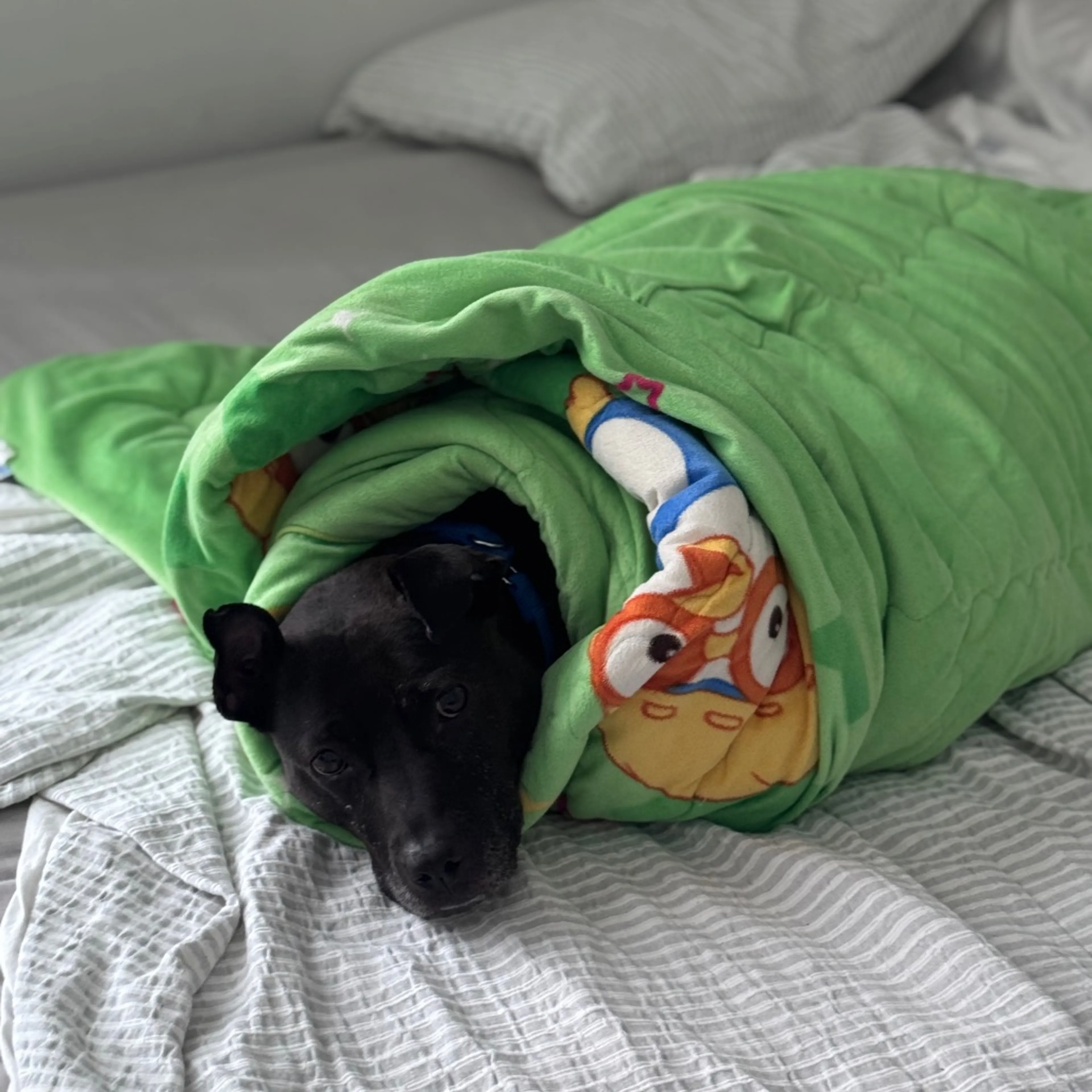 Found pet-9