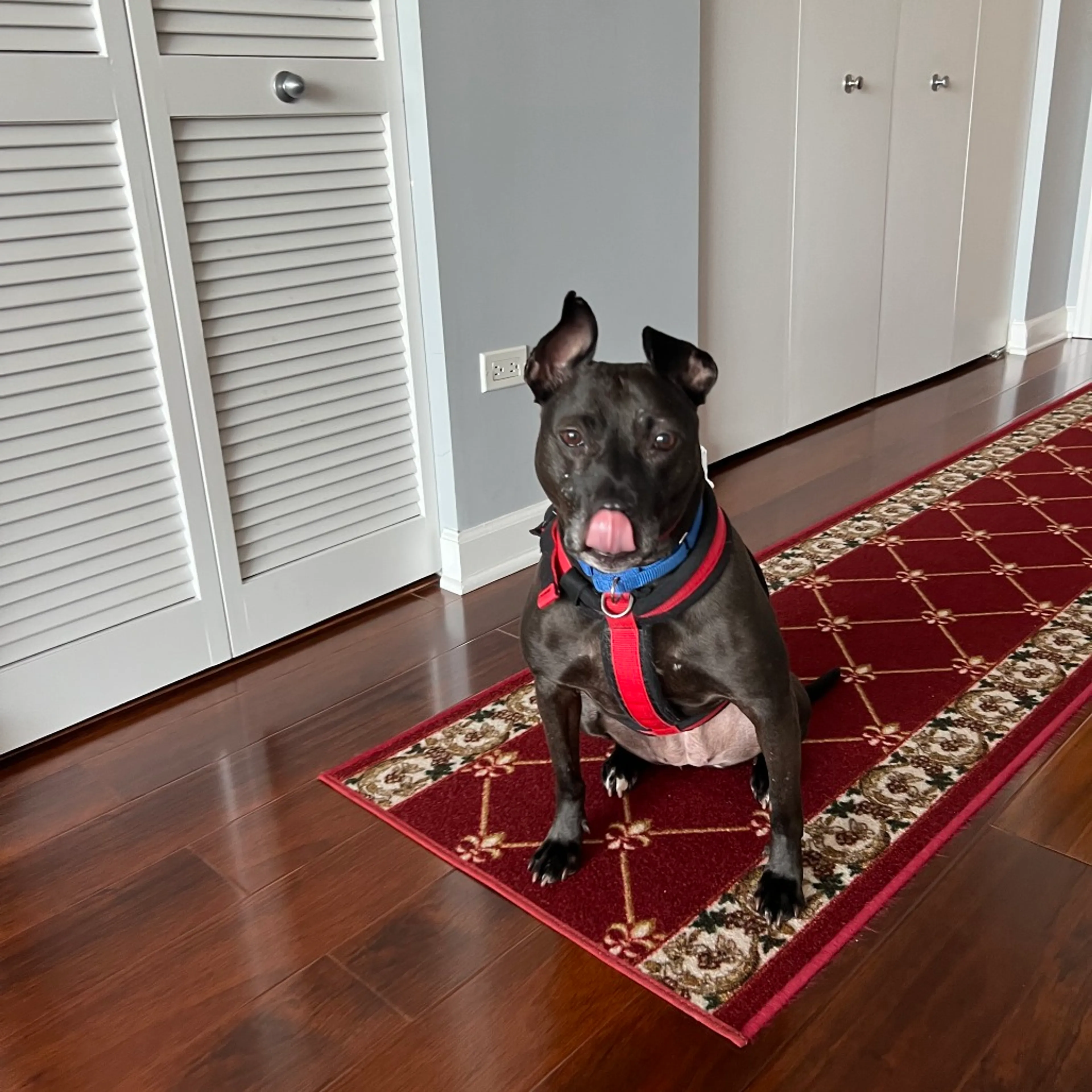 Found pet-18