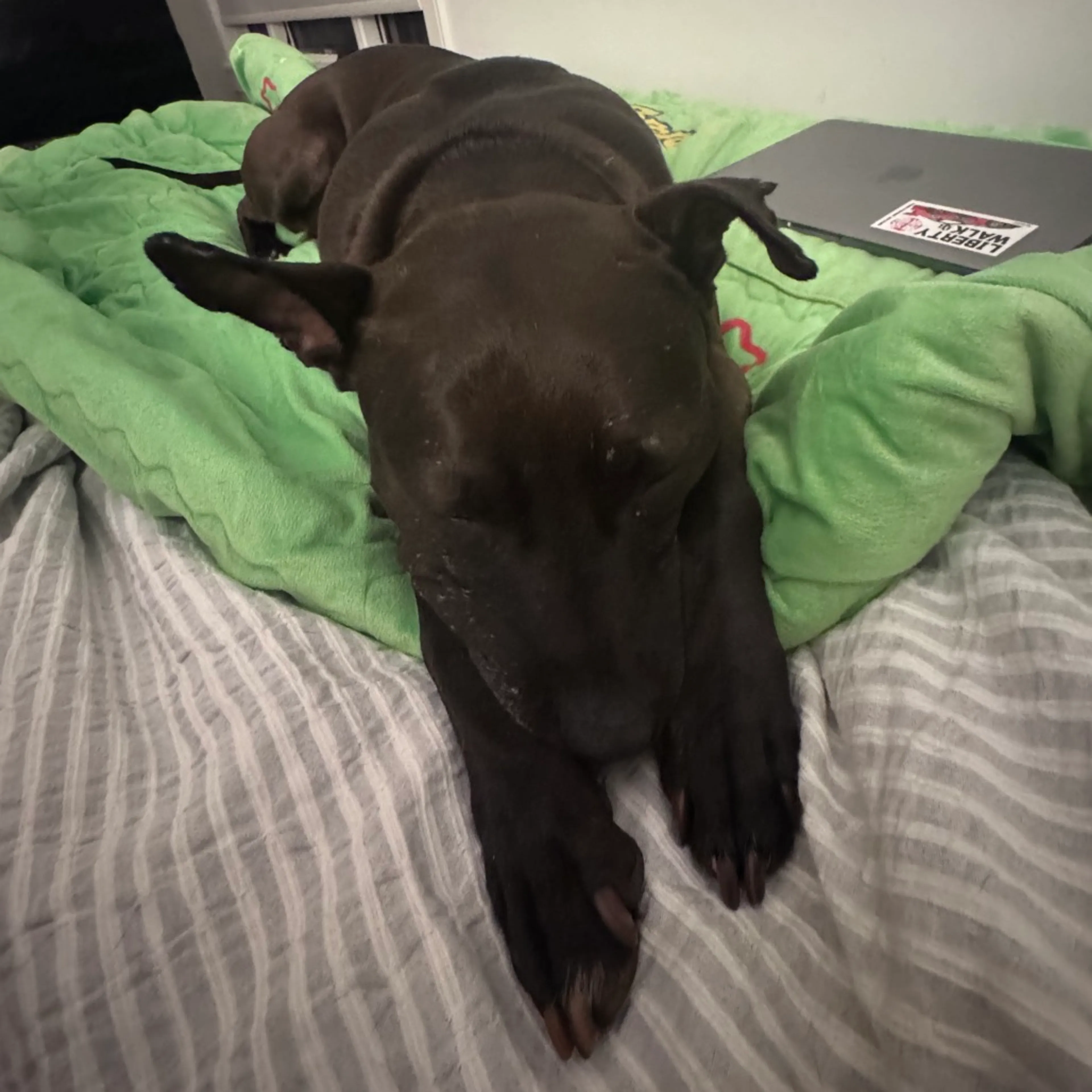 Found pet-14