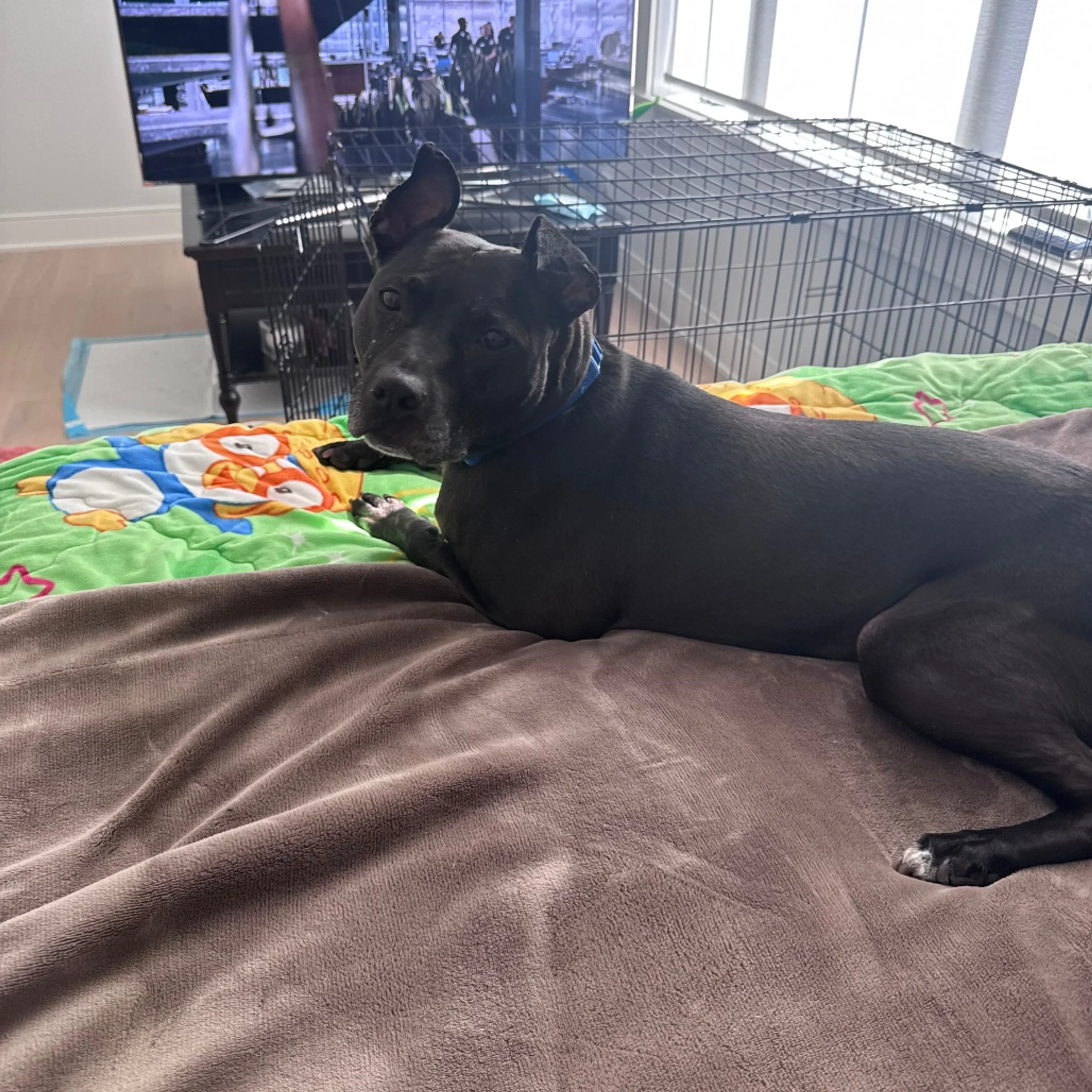 Found pet-6