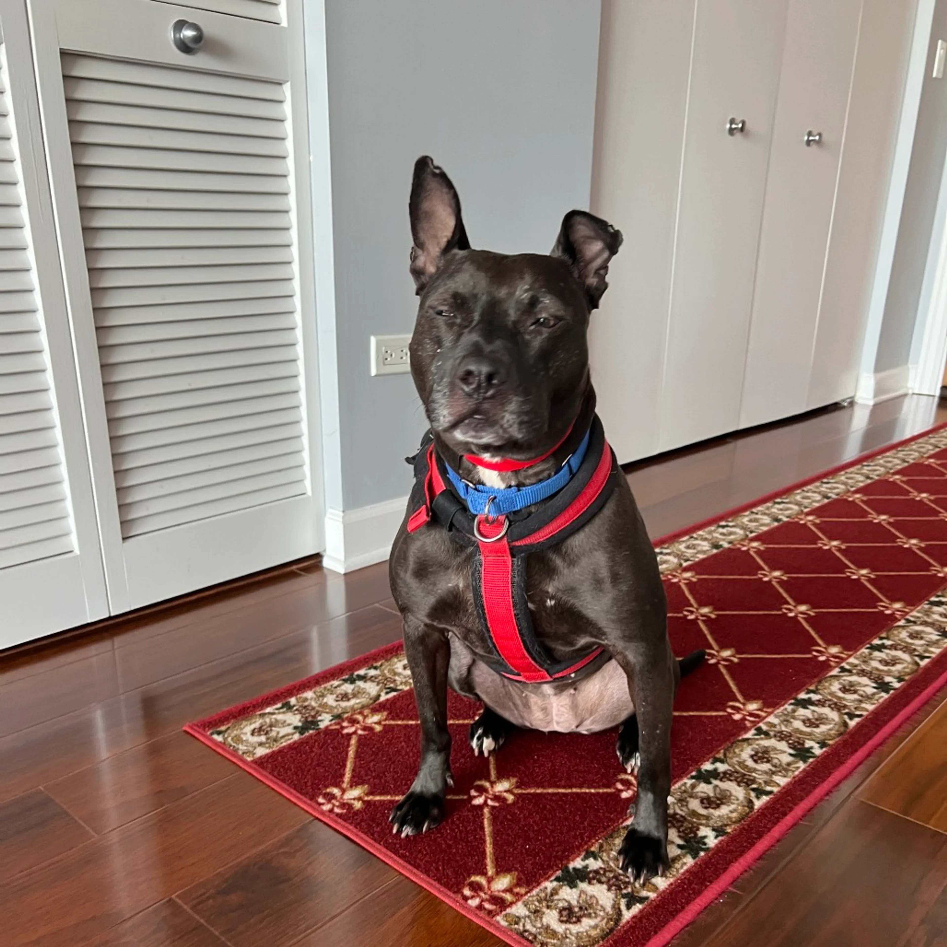 Found pet-17