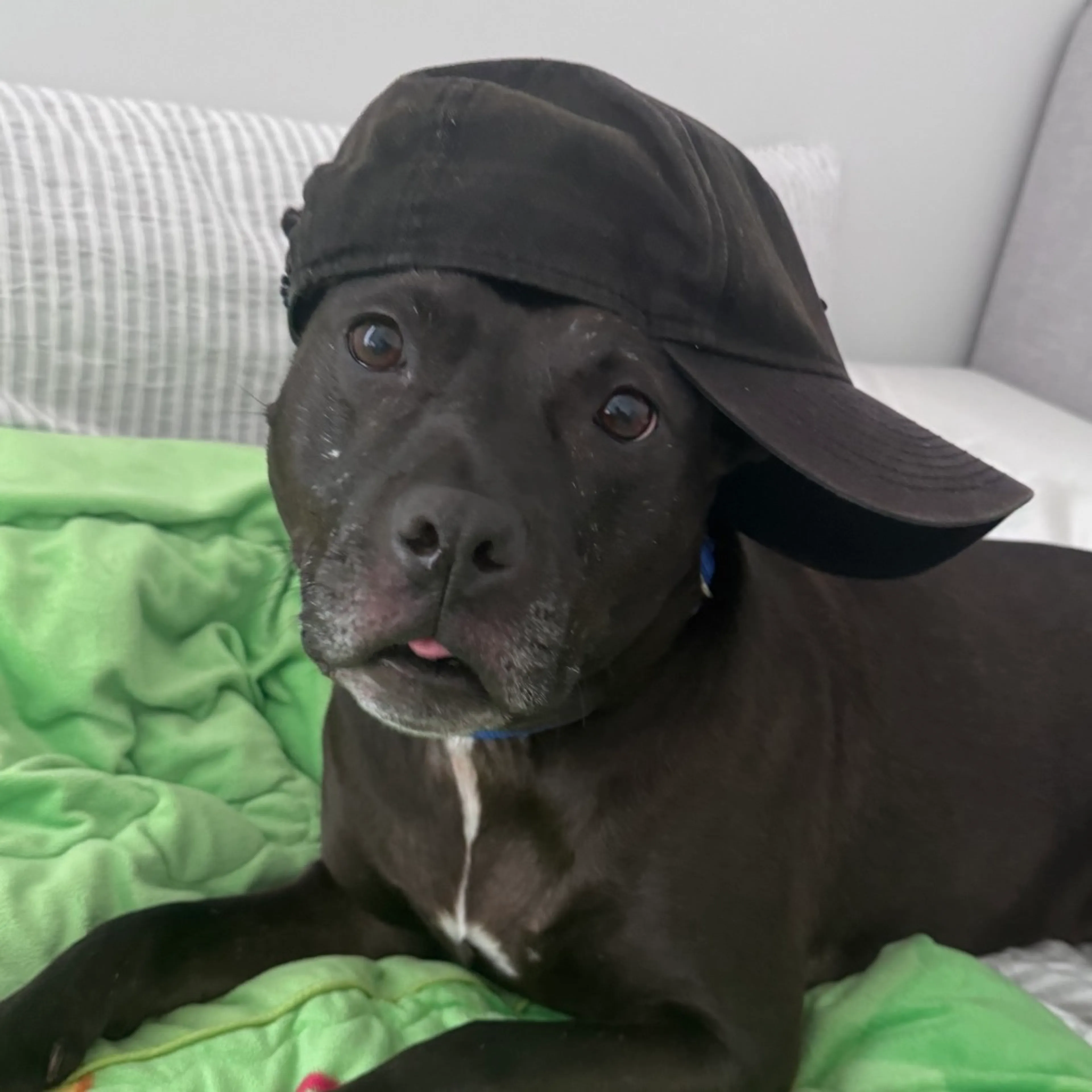 Found pet-11