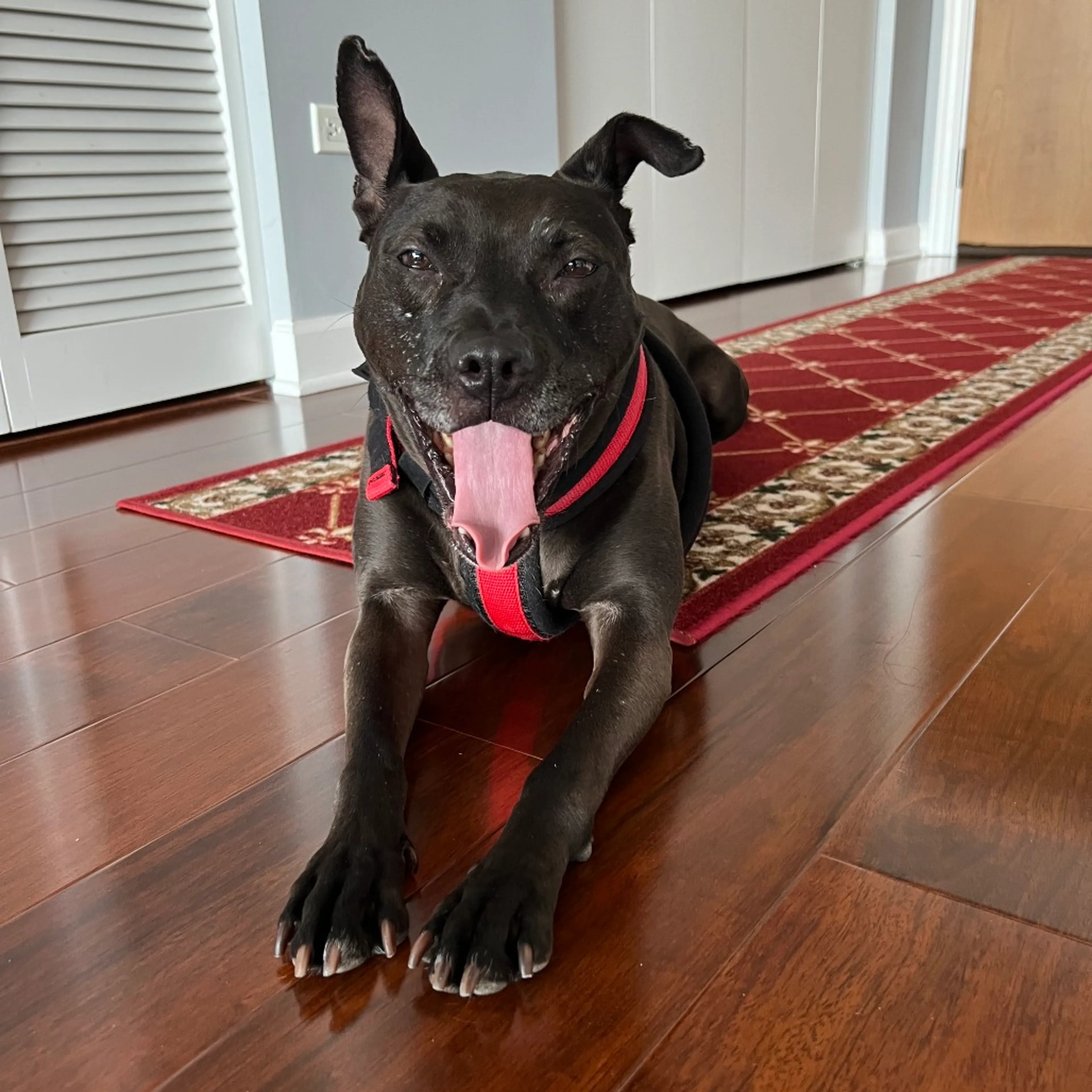 Found pet-16