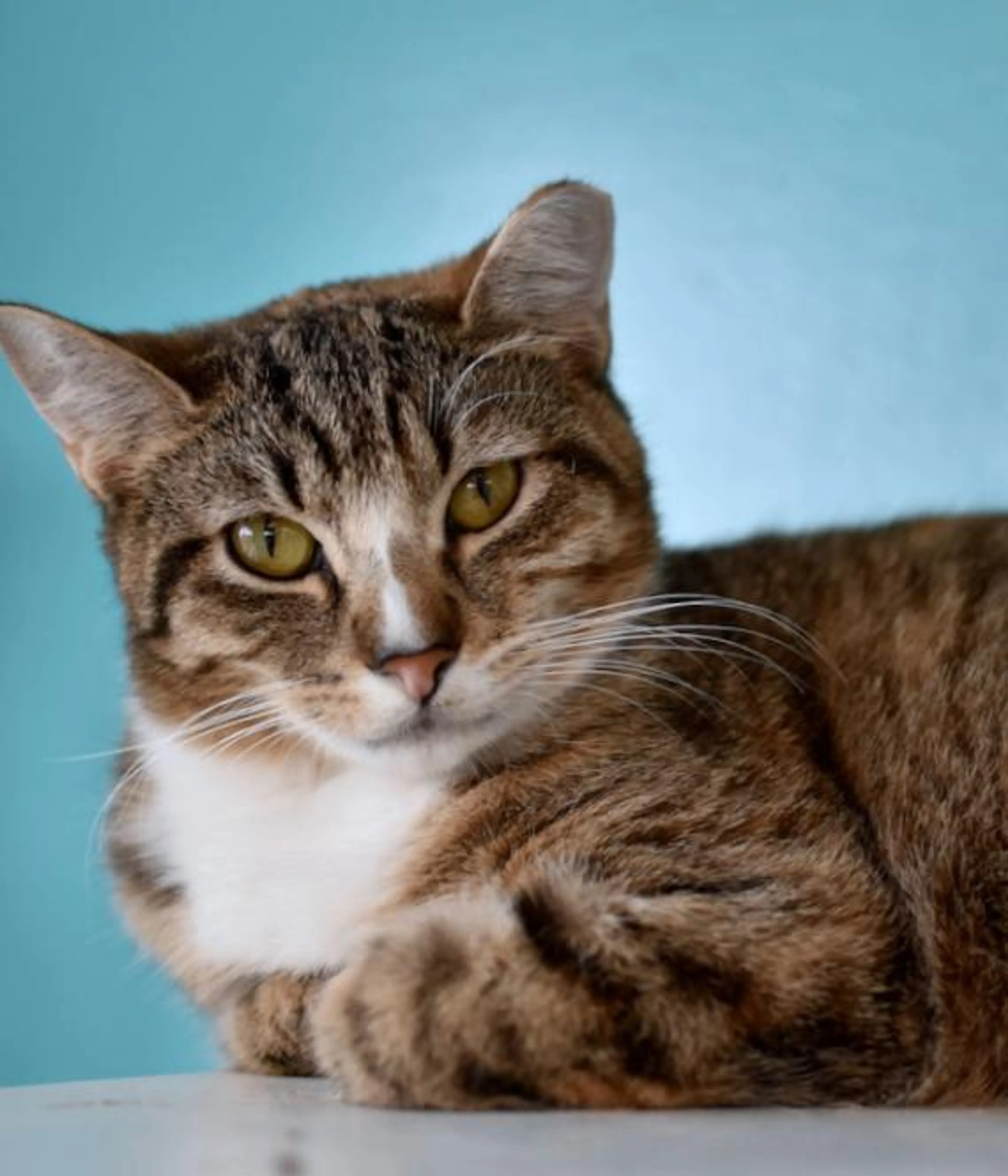 Found pet-5