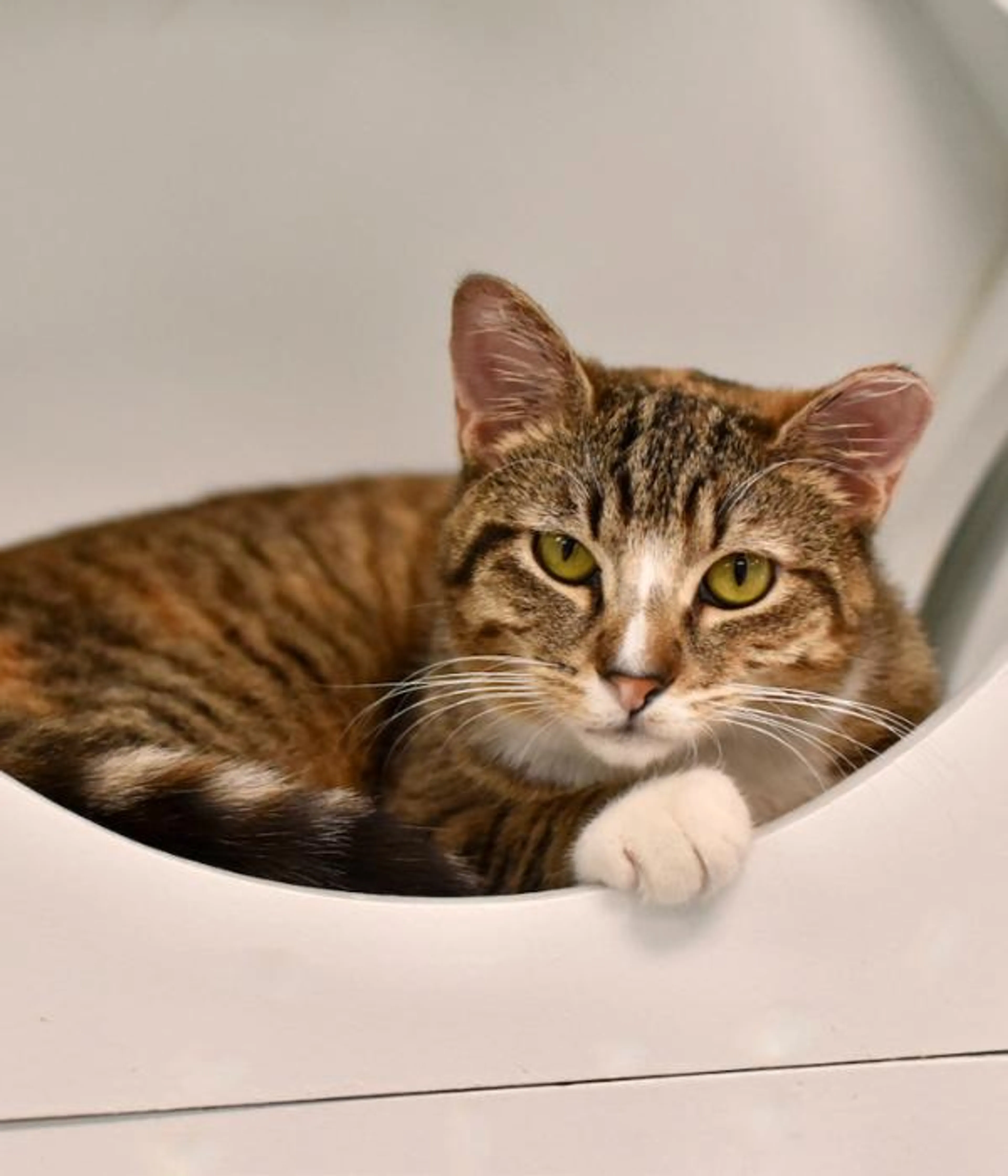 Found pet-1