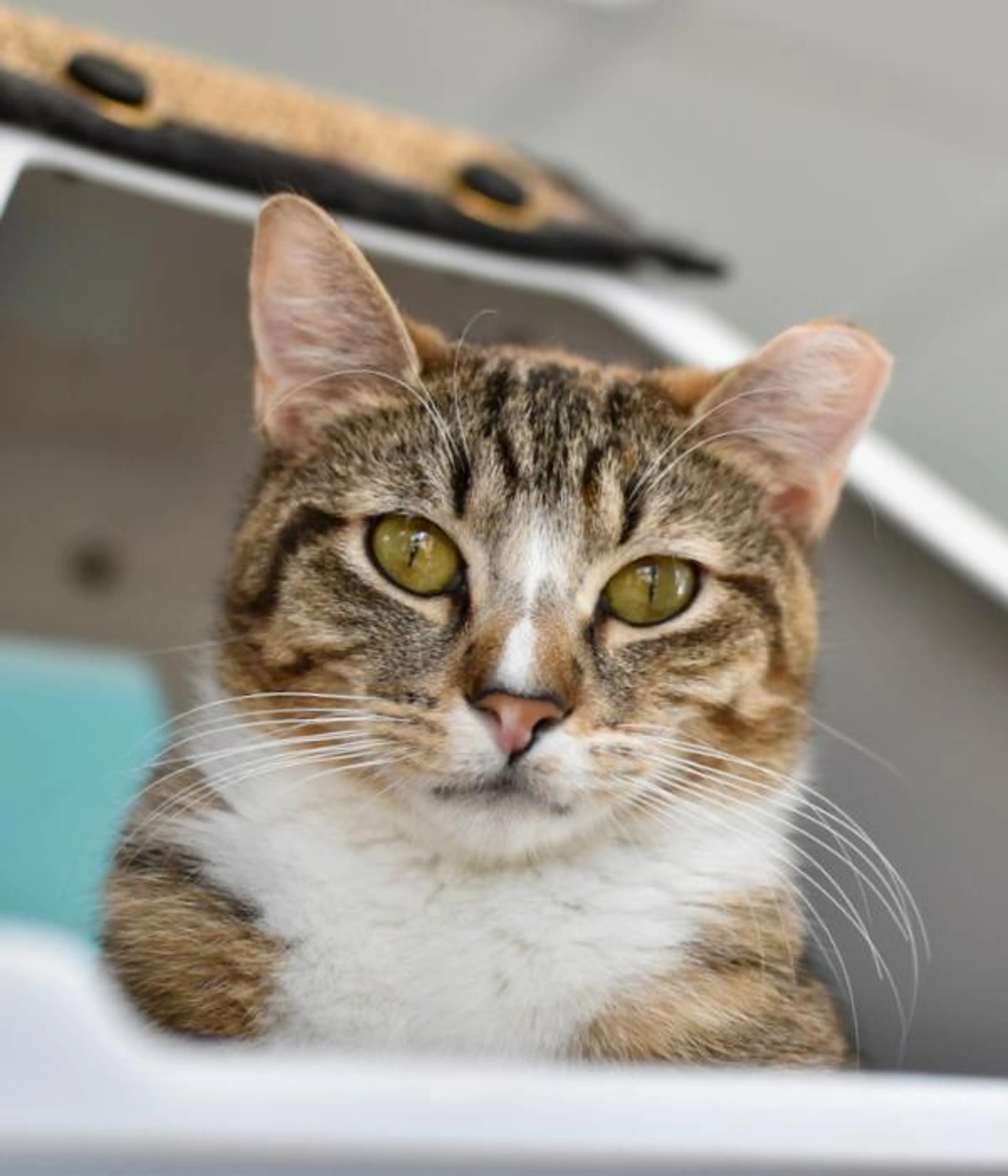 Found pet-2