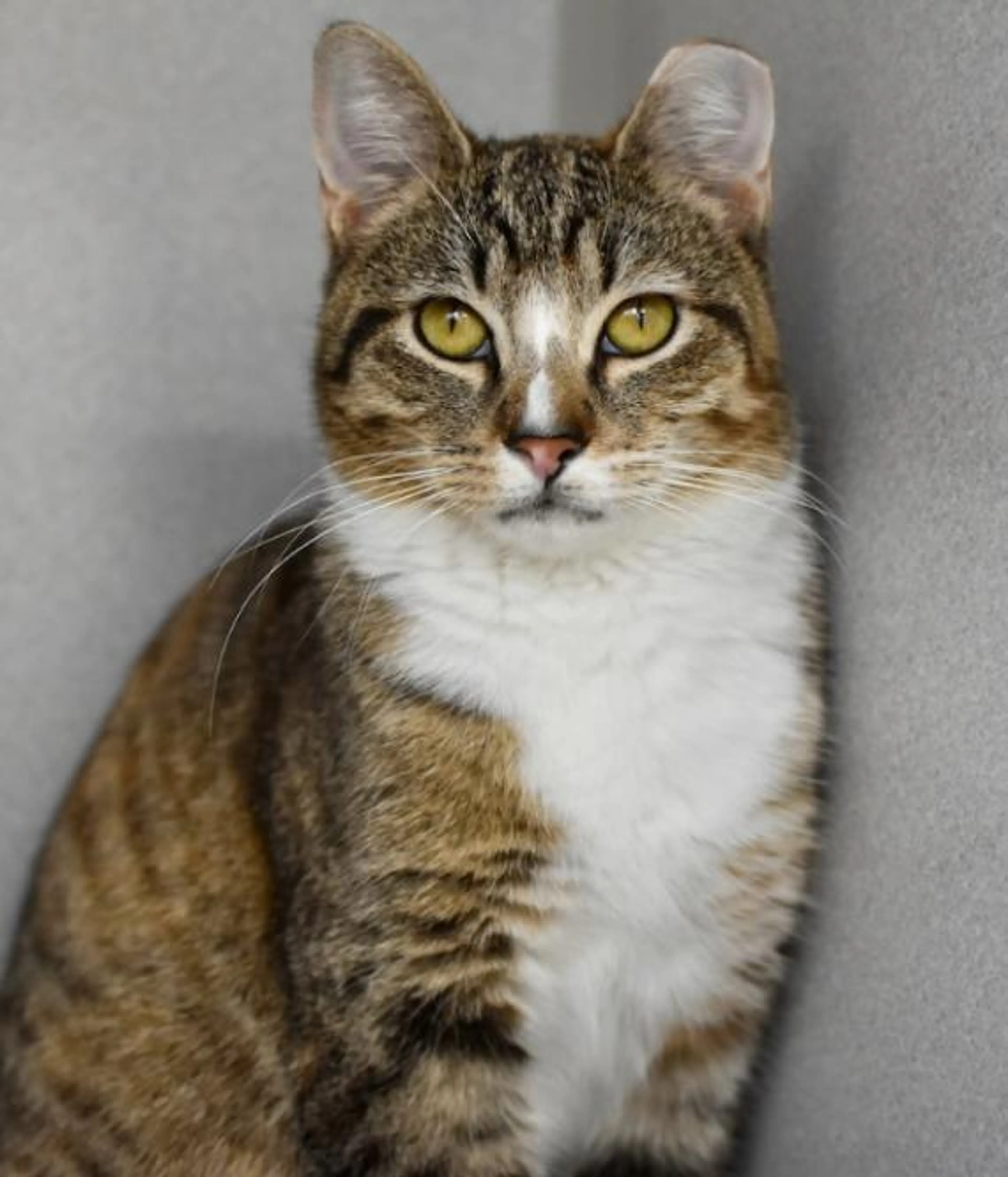 Found pet-3