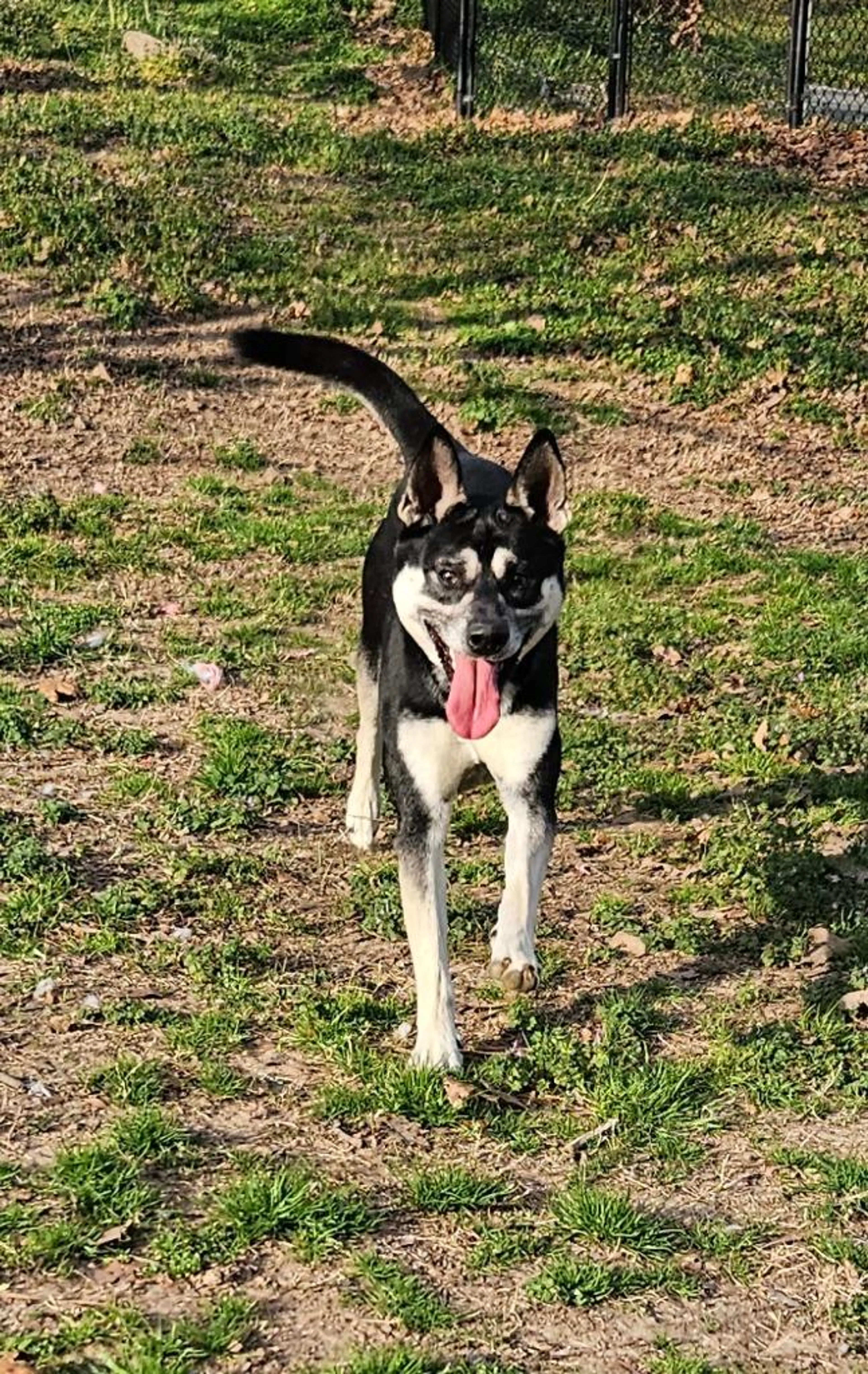 Found pet-2