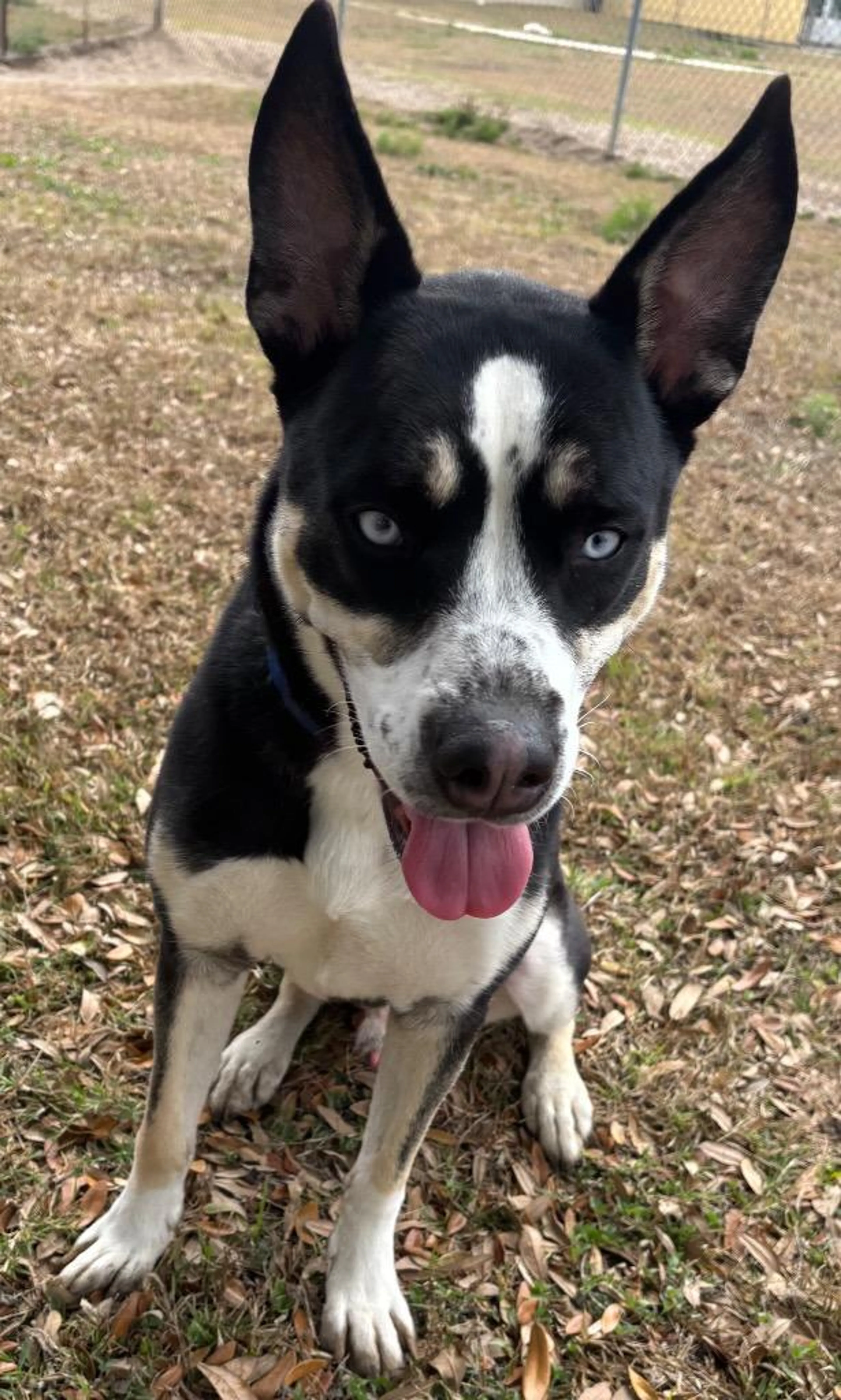Found pet-2