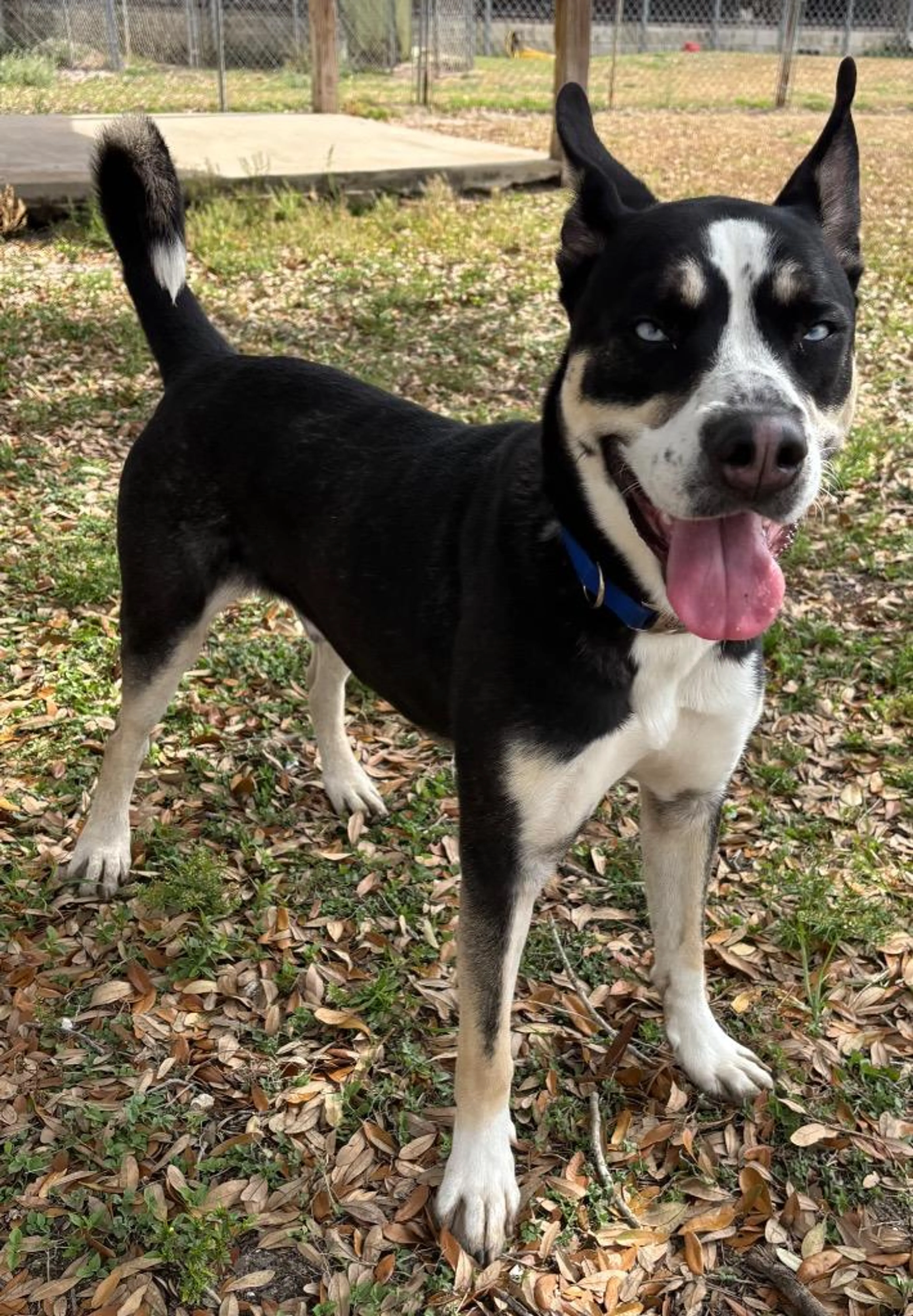 Found pet-1