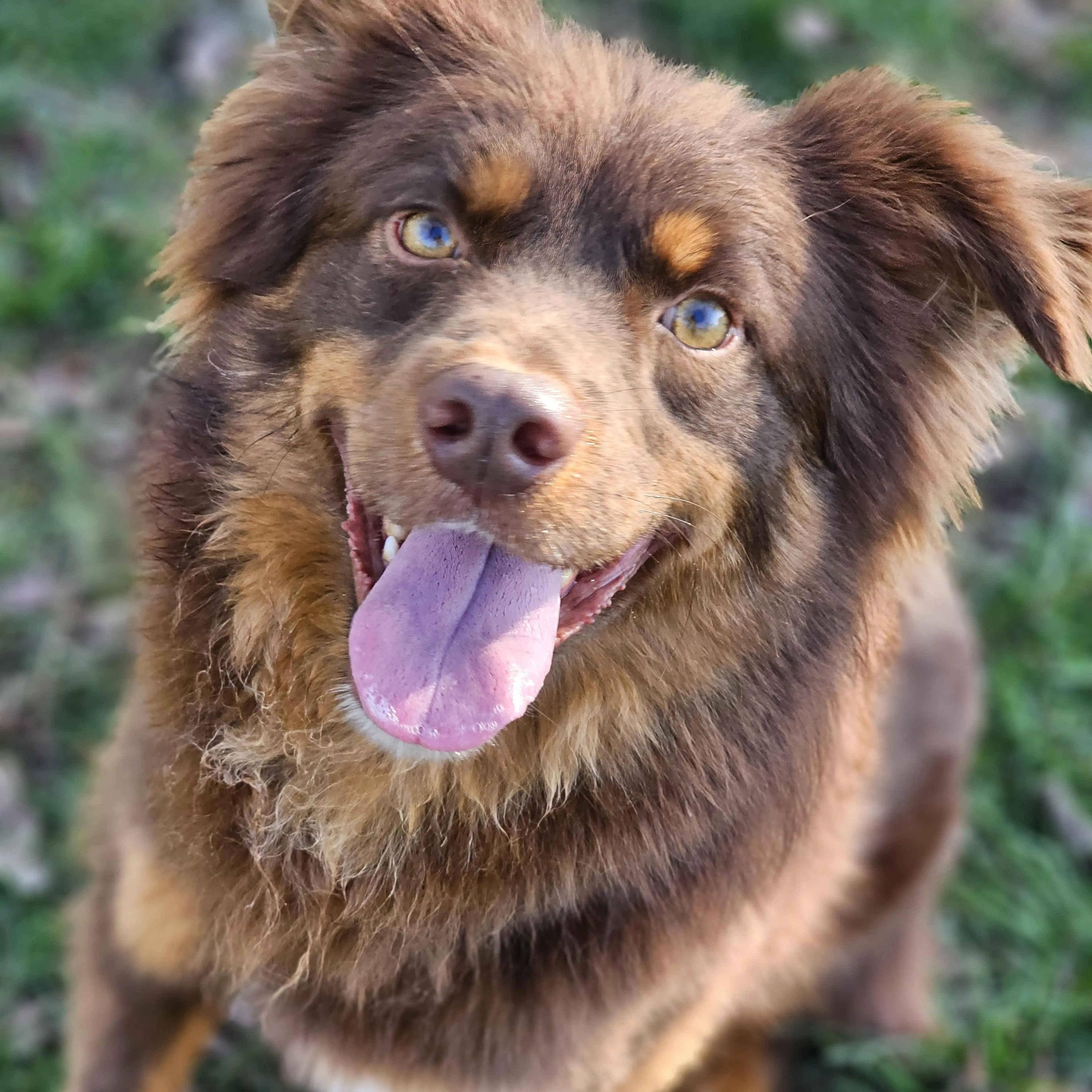 Found pet-4