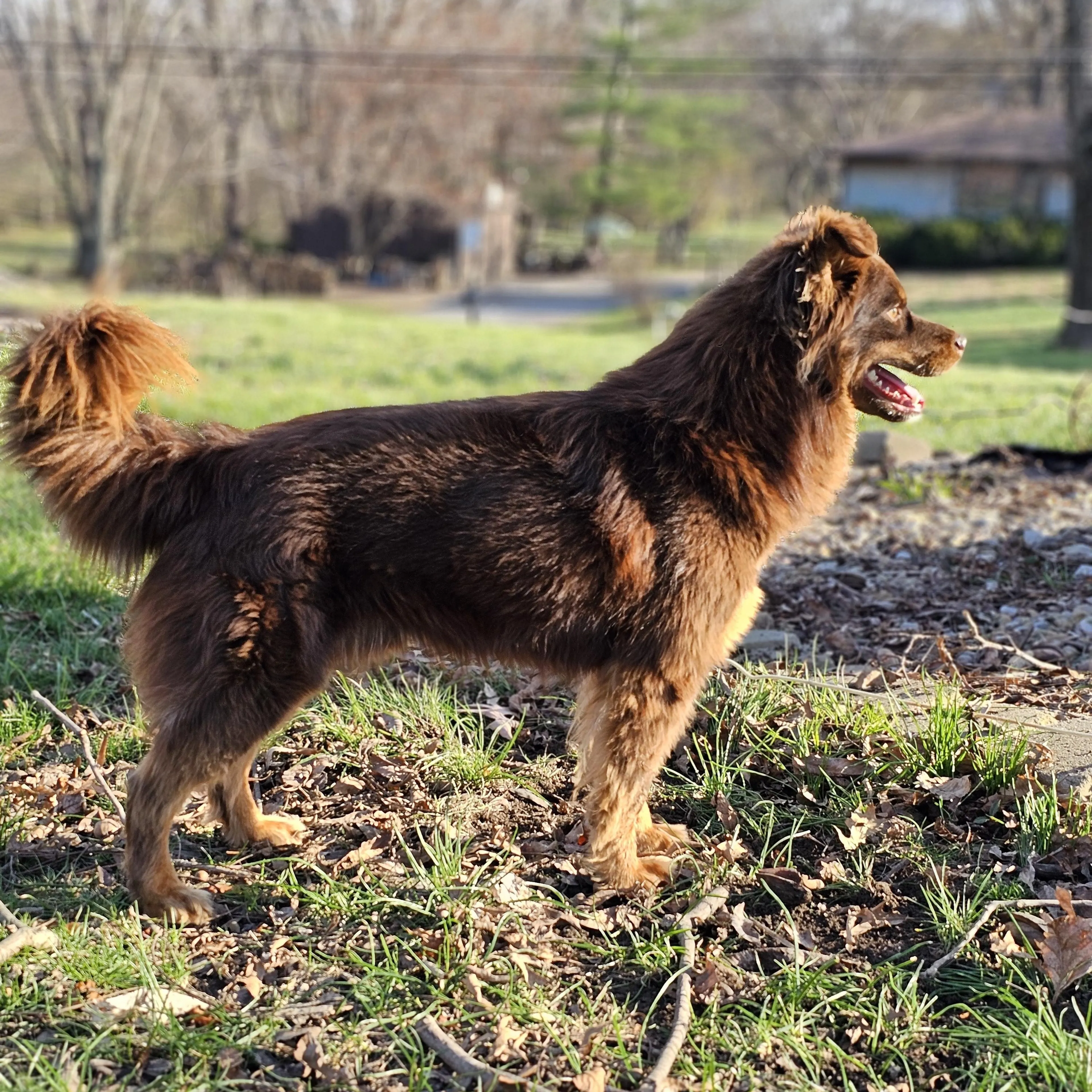 Found pet-3