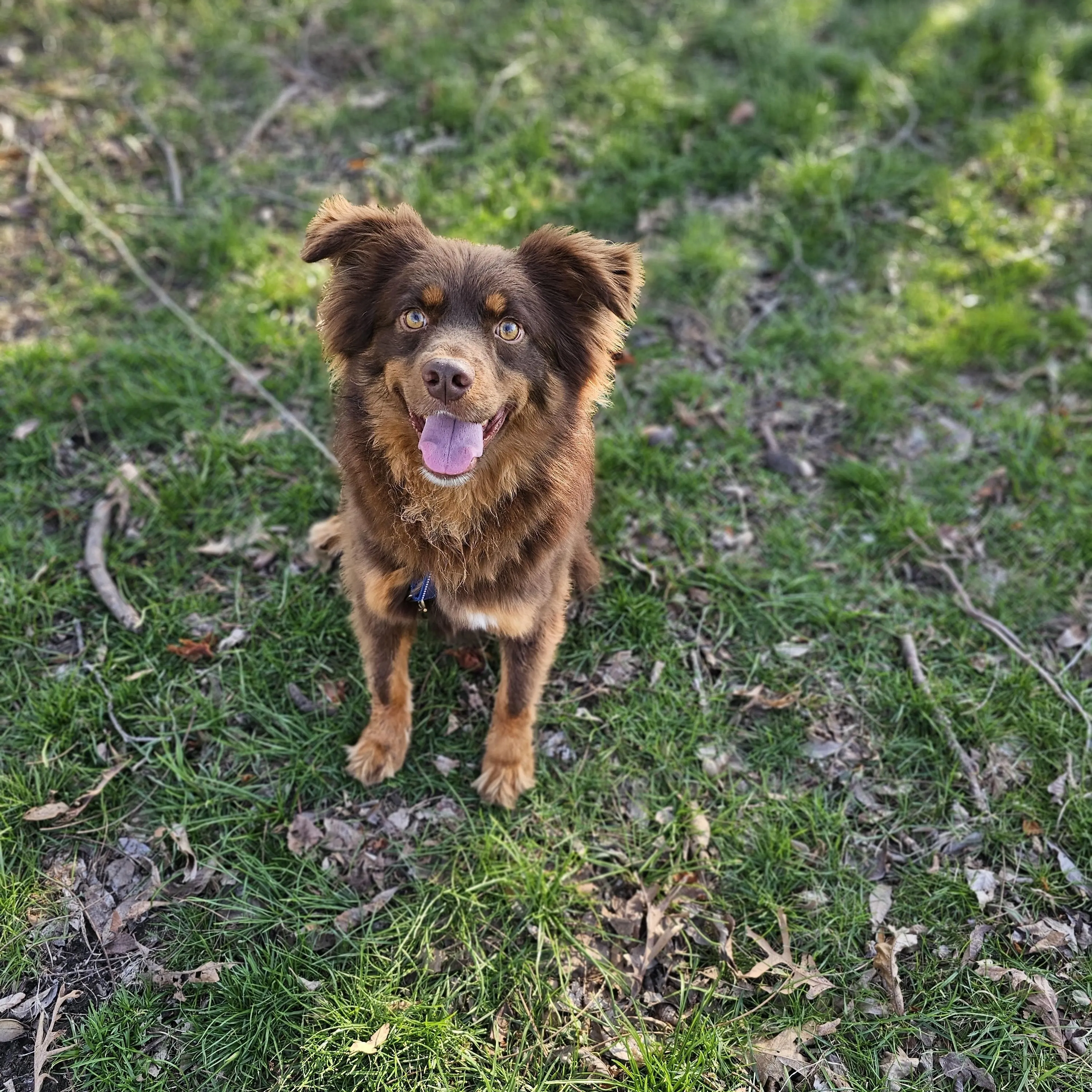 Found pet-0