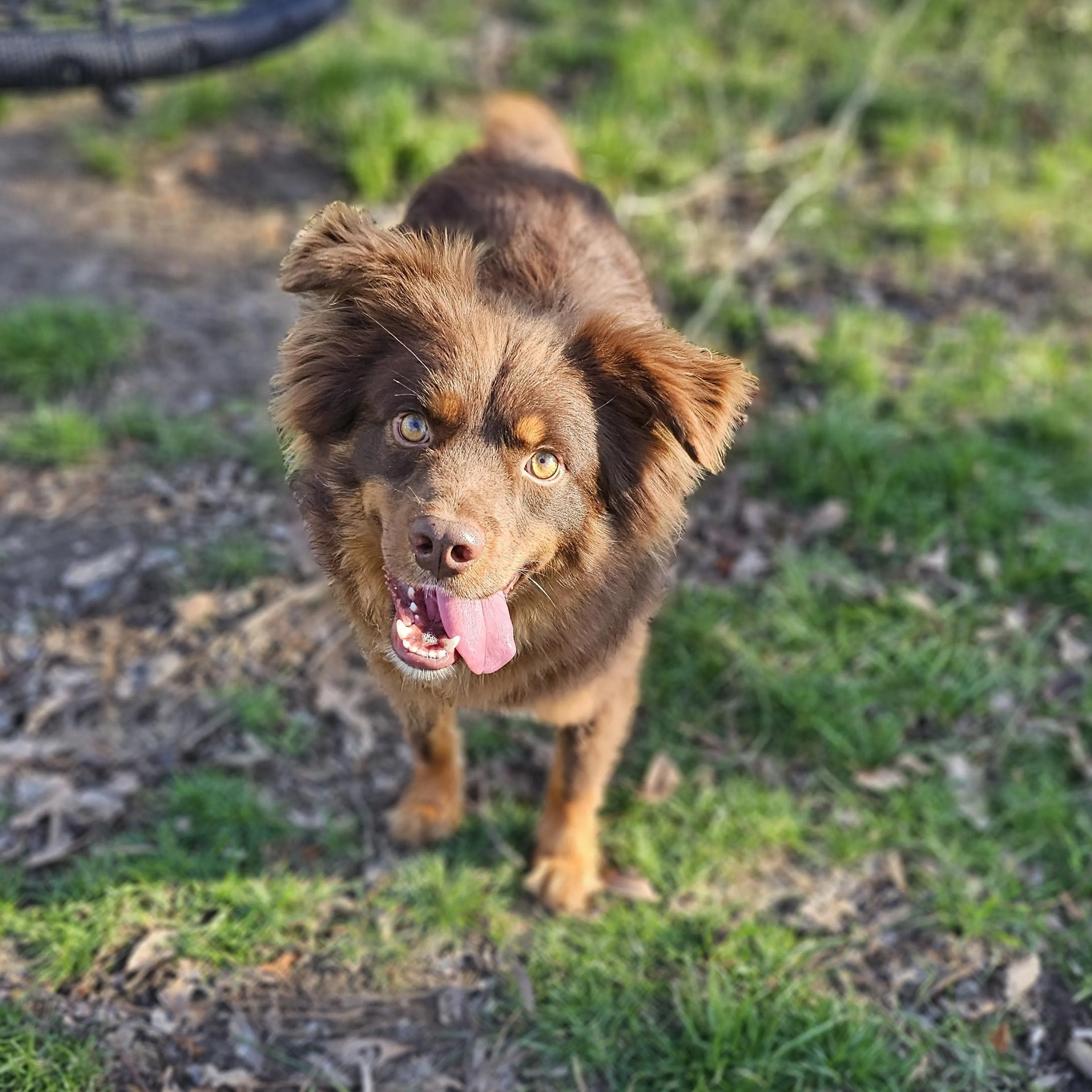 Found pet-2