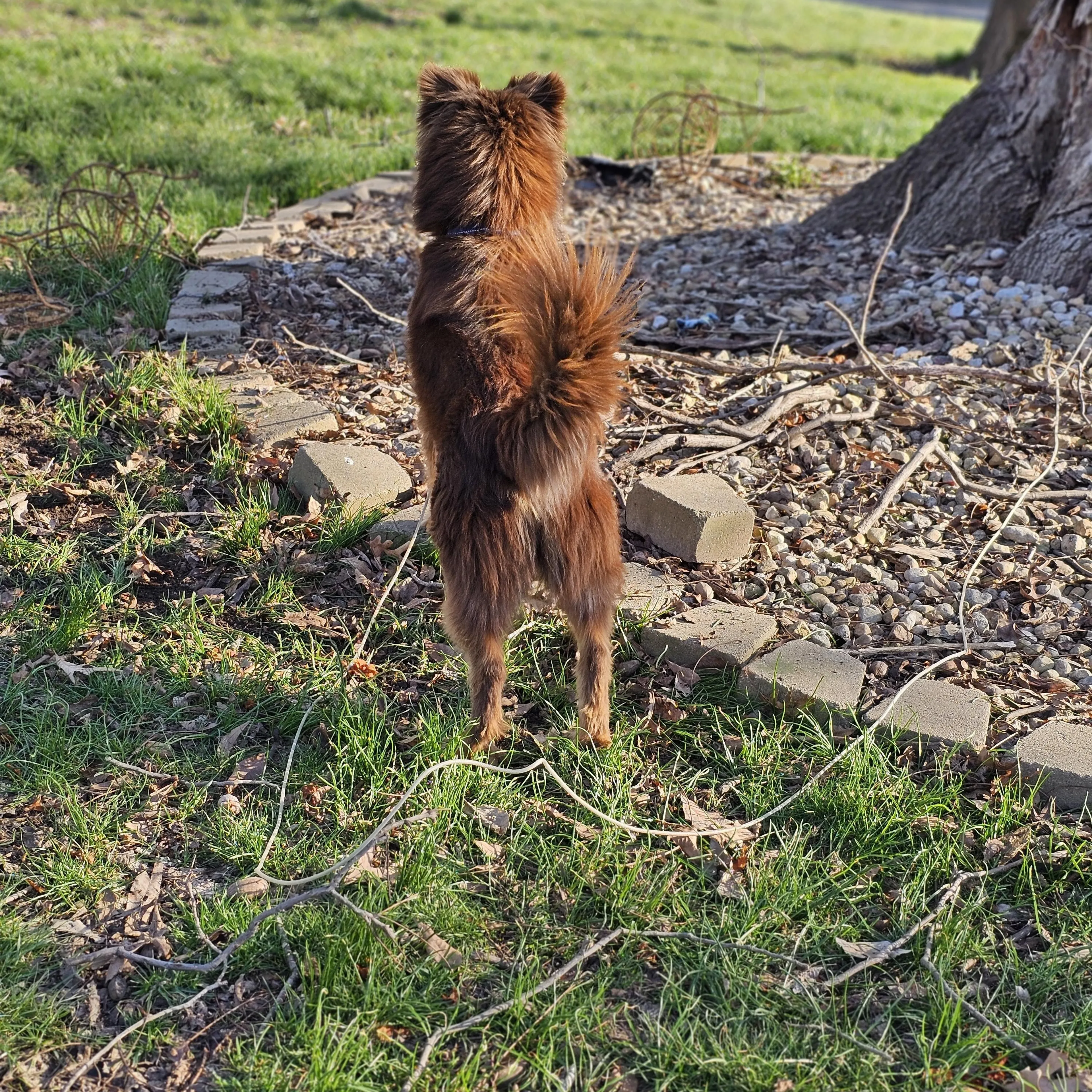 Found pet-1
