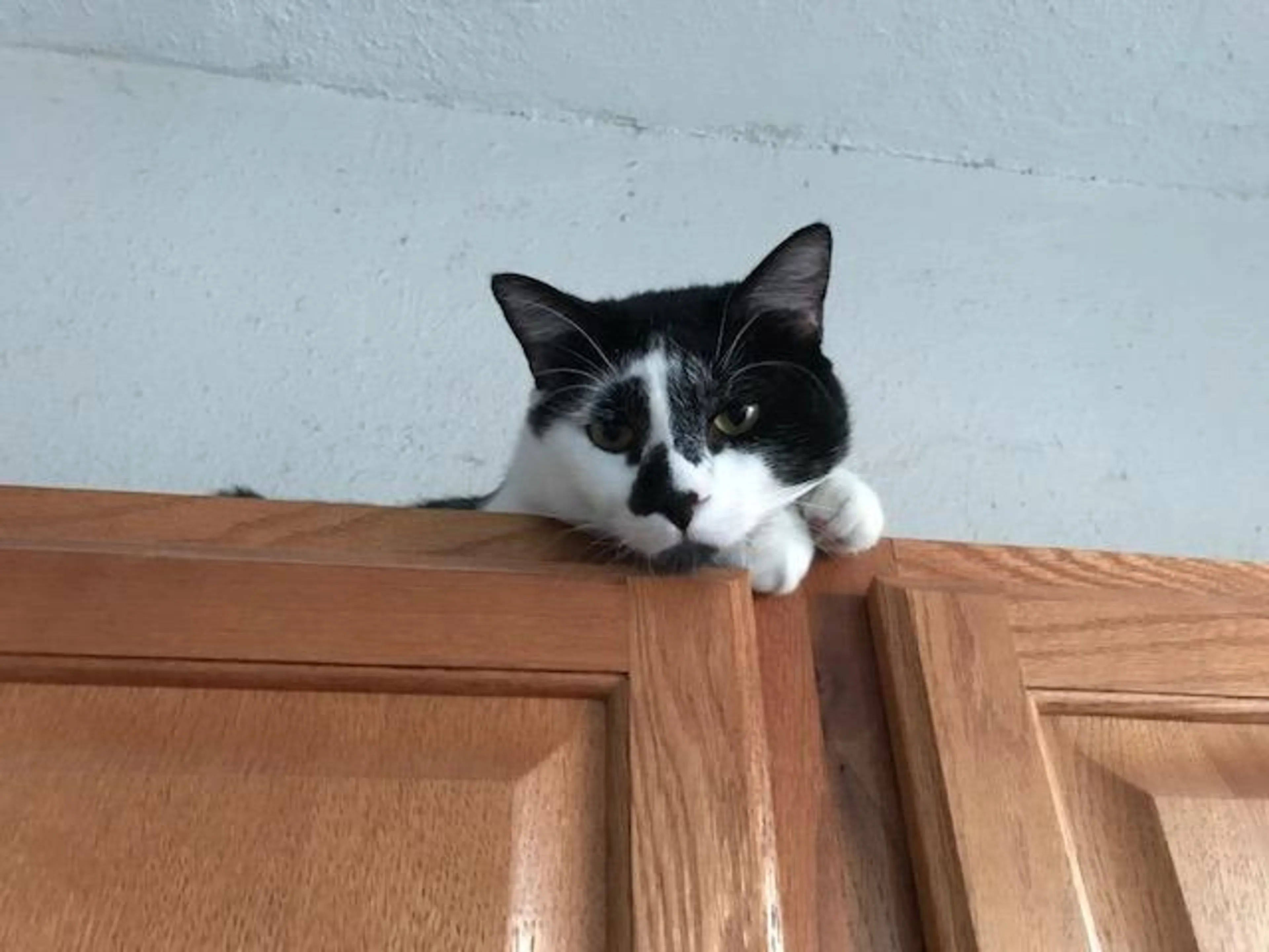 Found pet-5