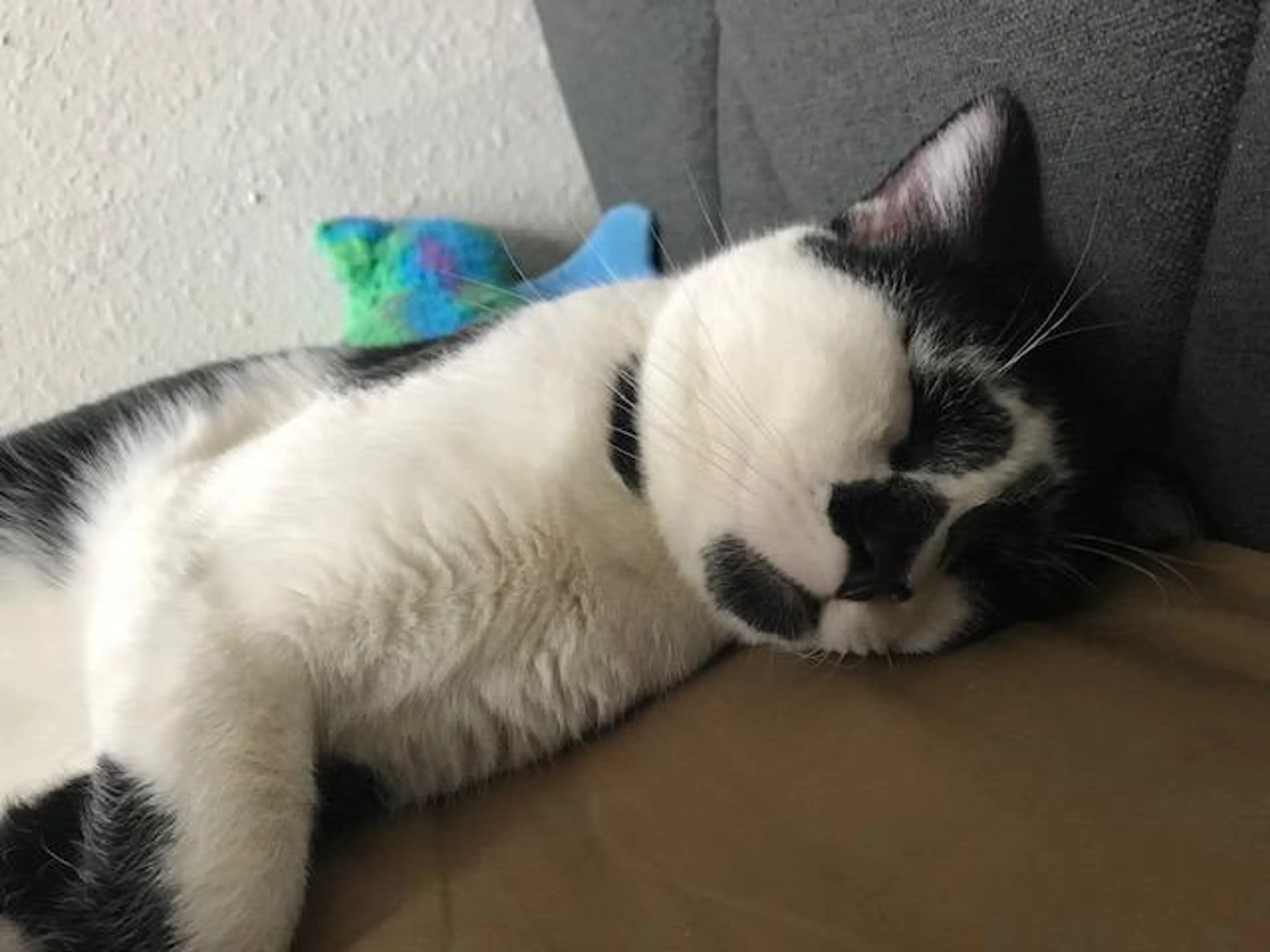 Found pet-2