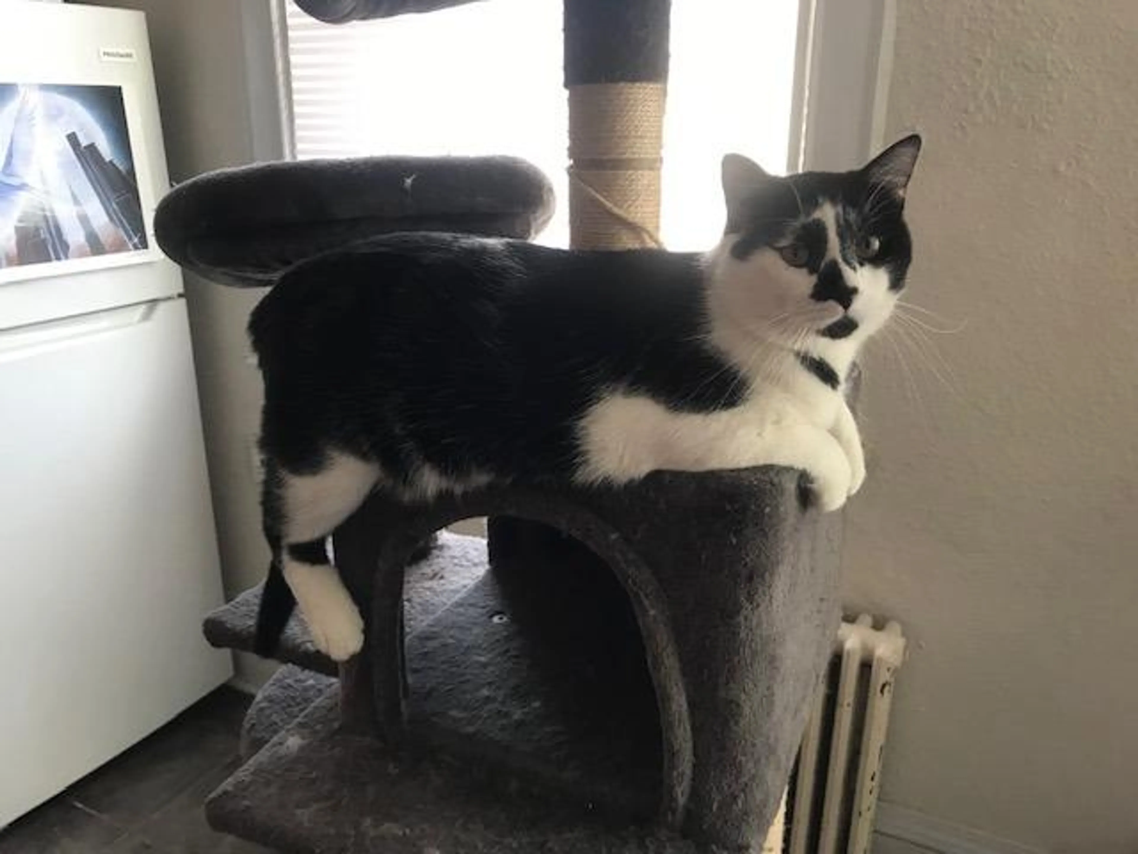Found pet-4
