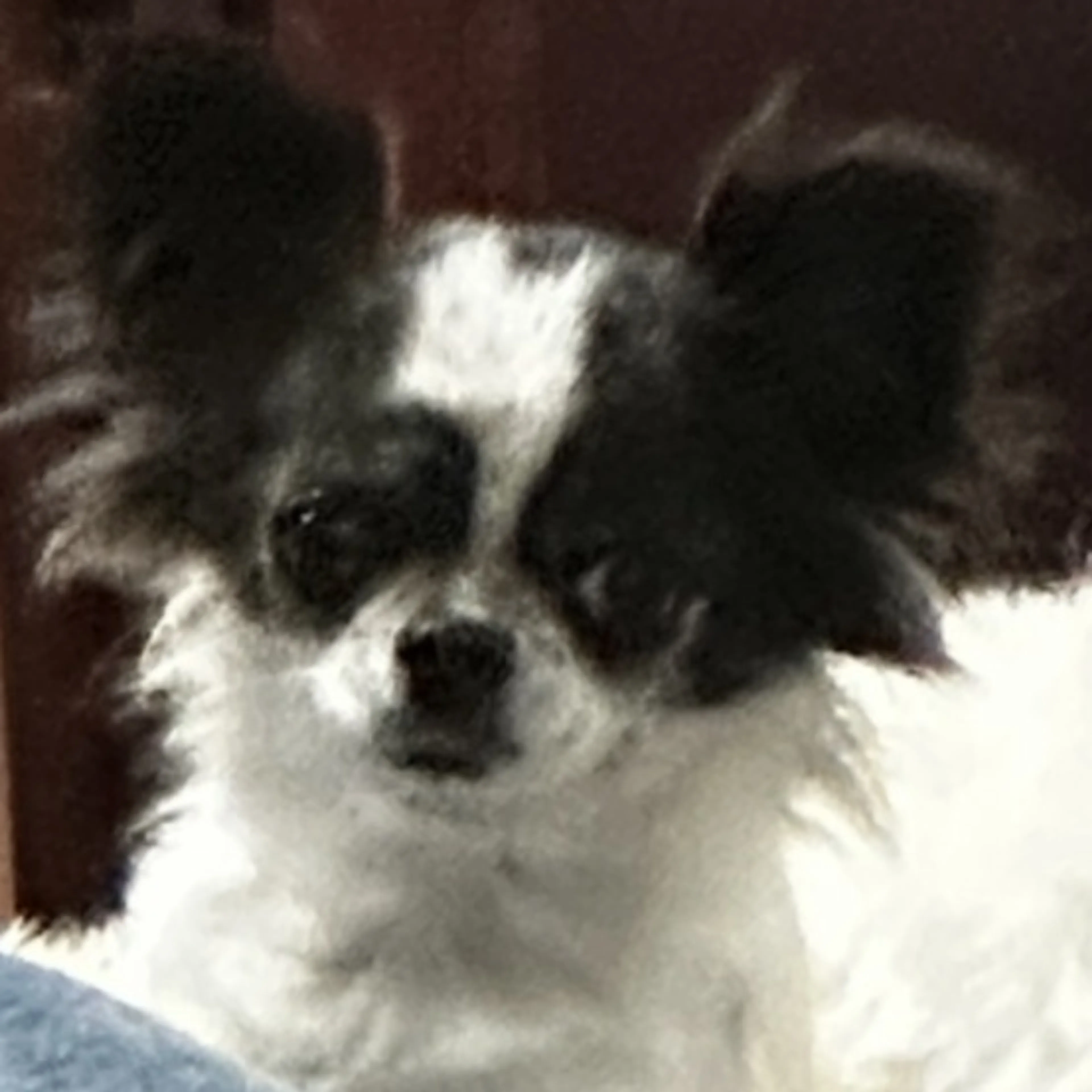 Lost pet