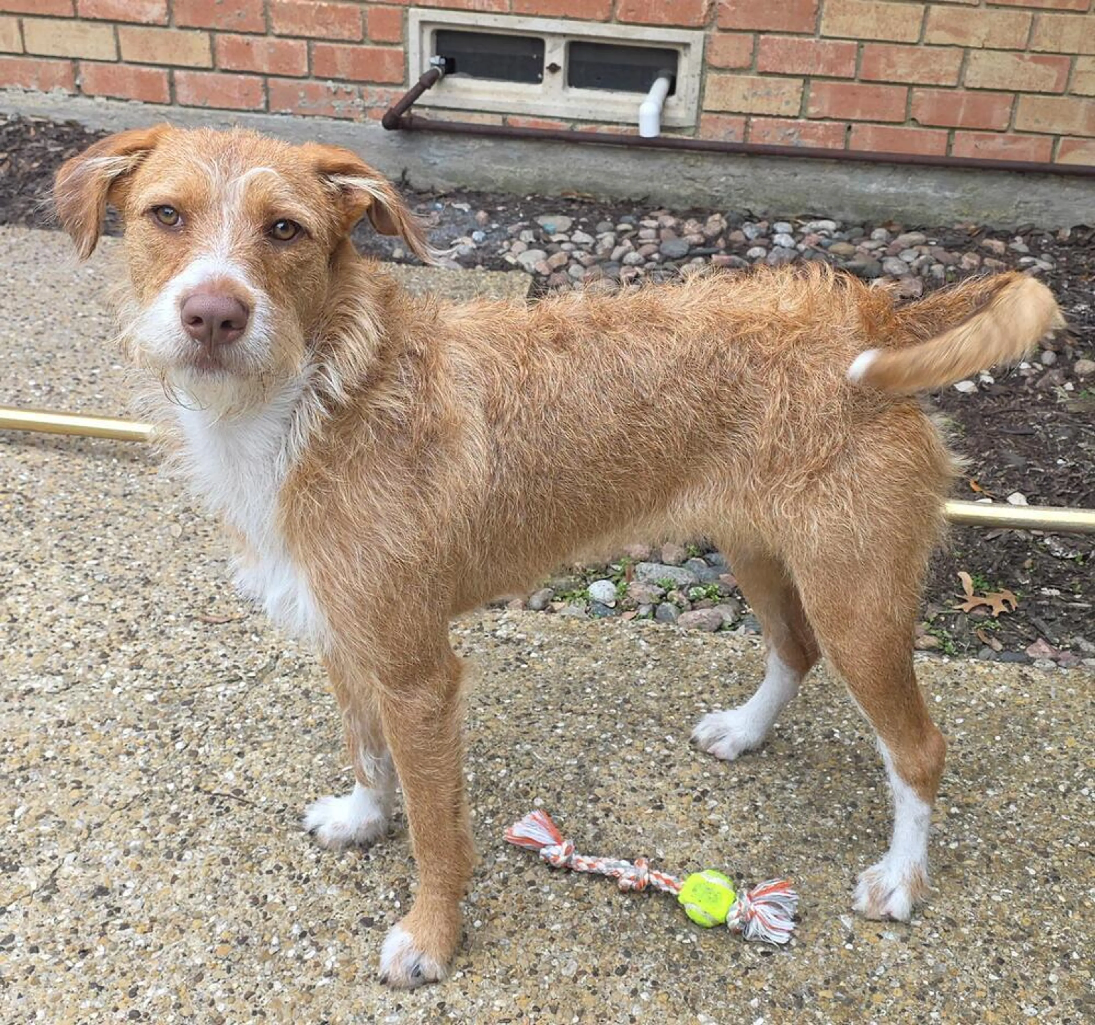 Found pet-3