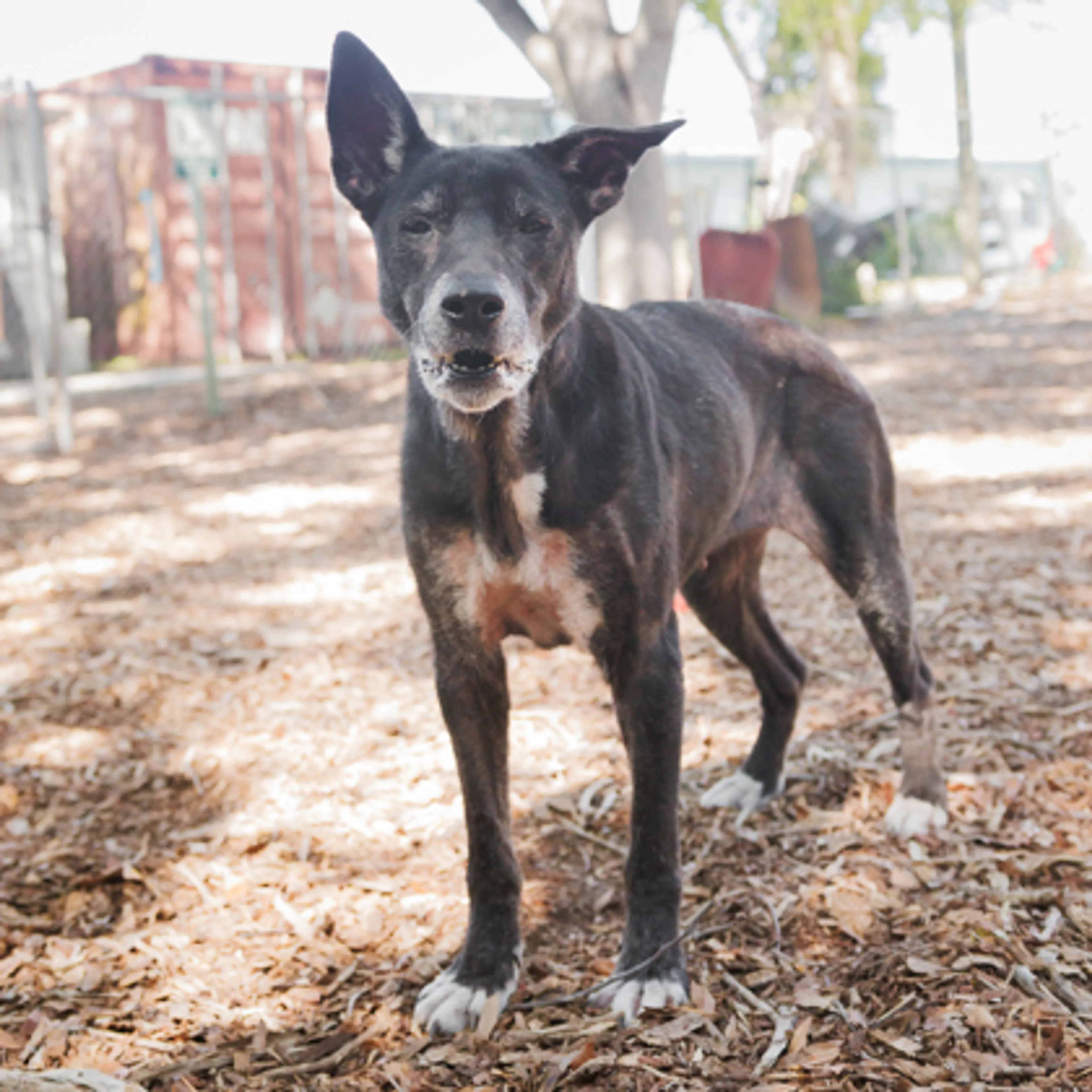 Found pet-1