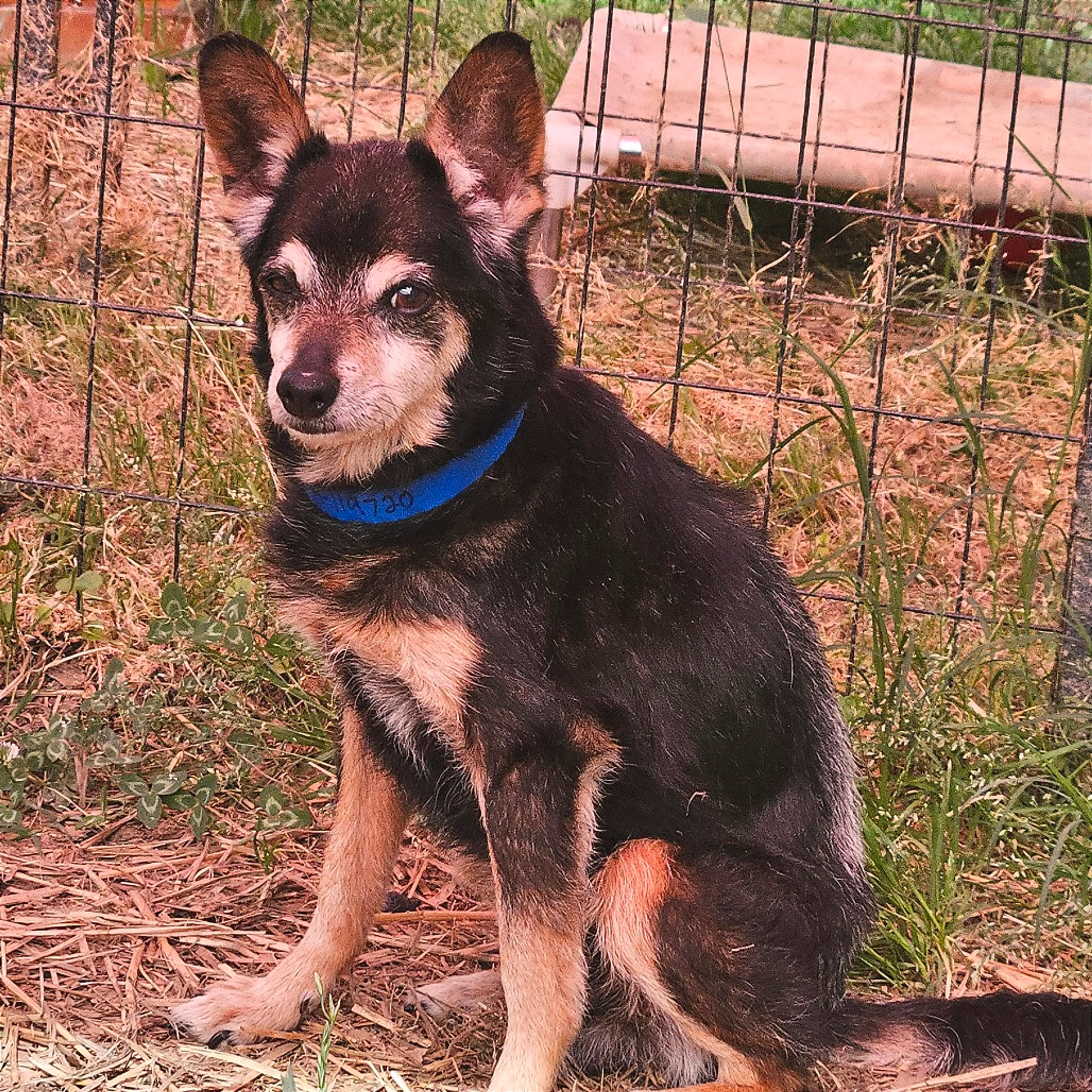Found pet-1