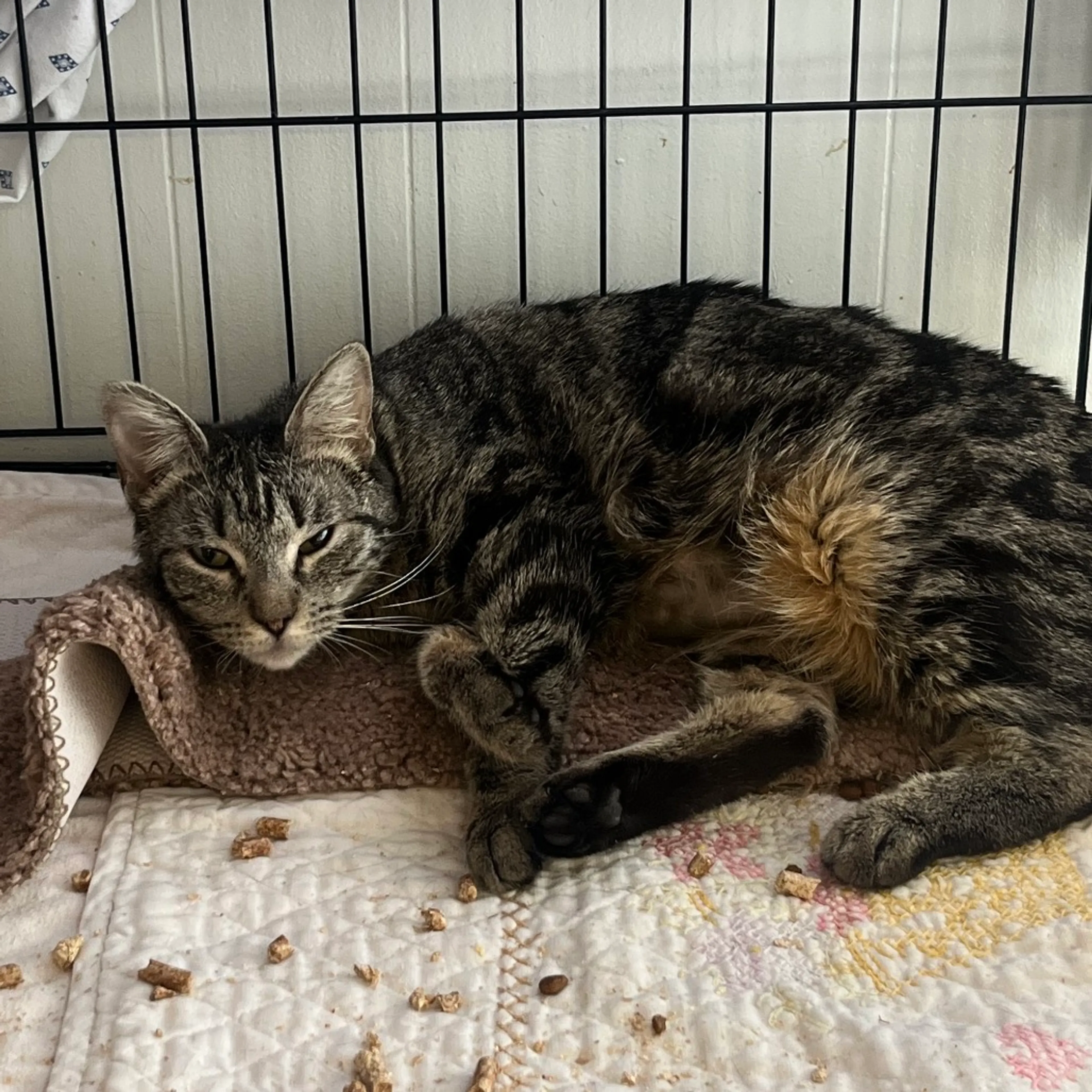 Found pet-1