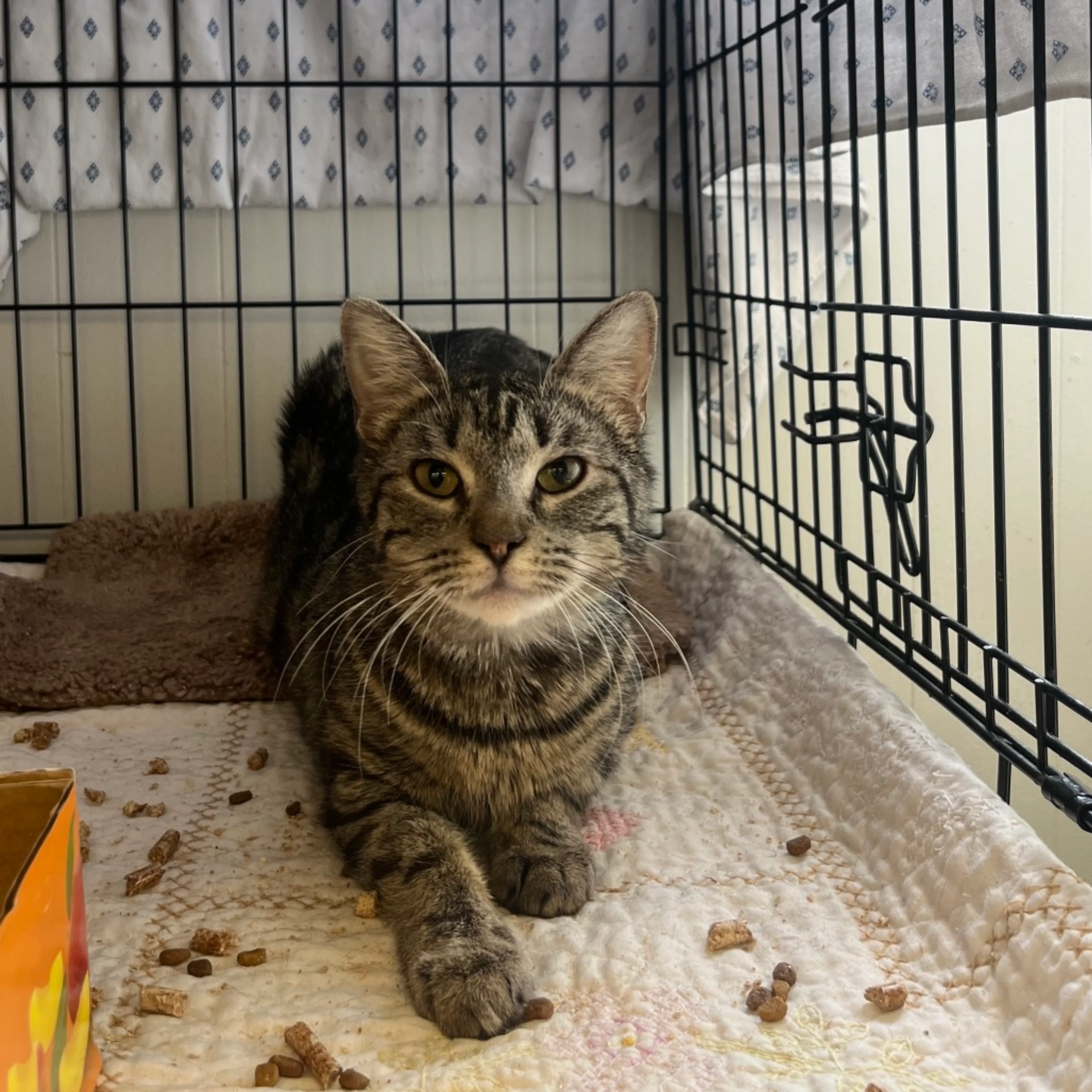 Found pet-0
