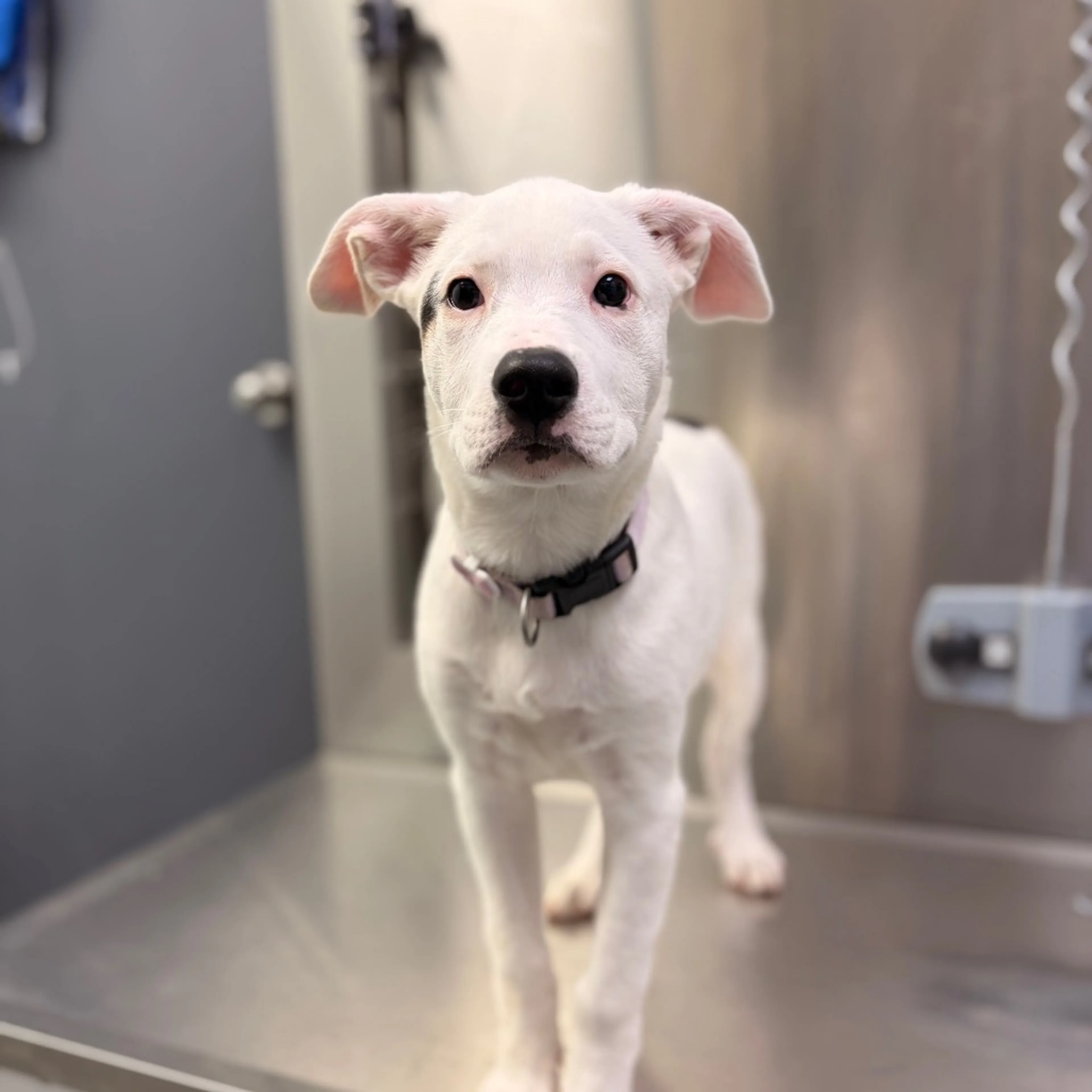 Found pet-1