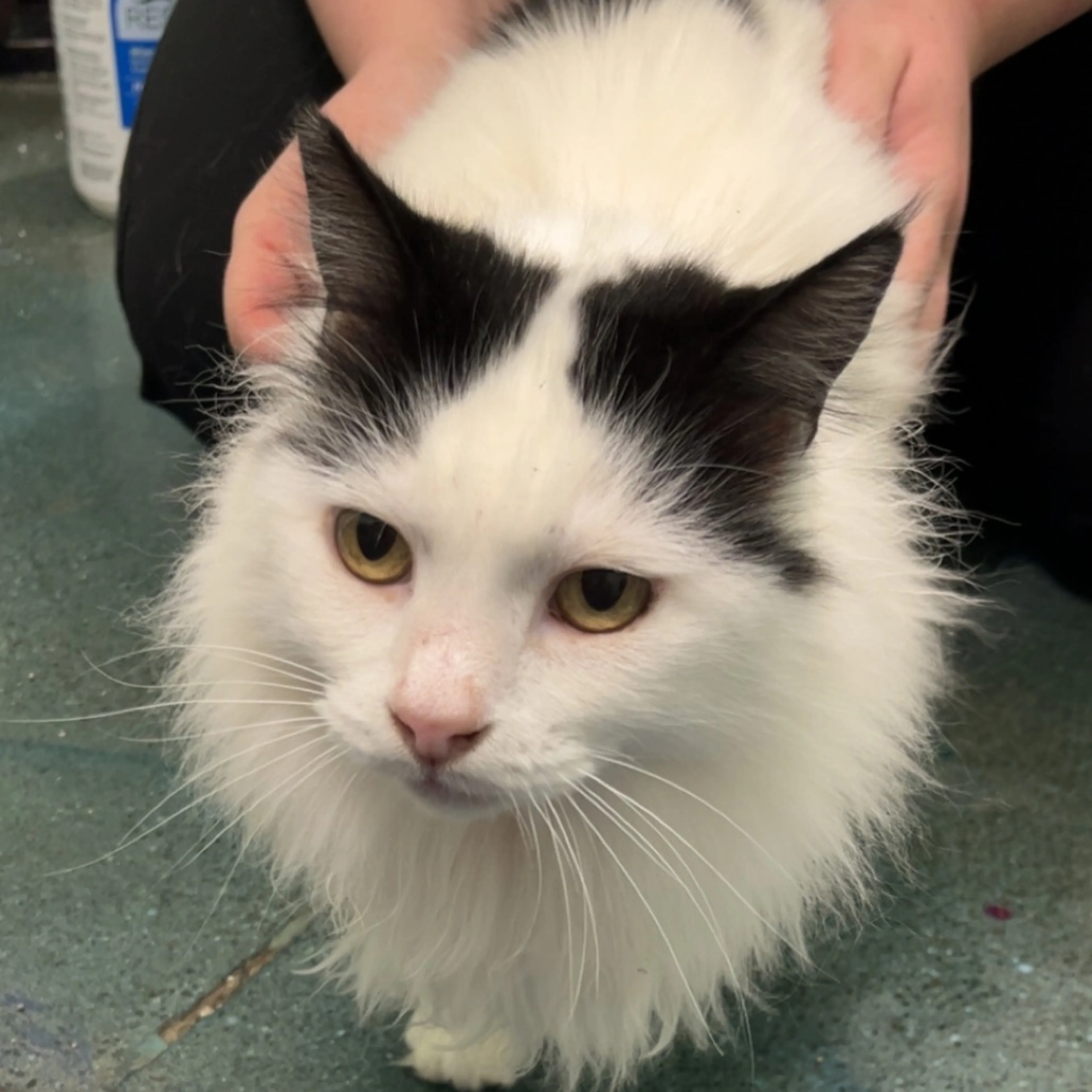 Found pet