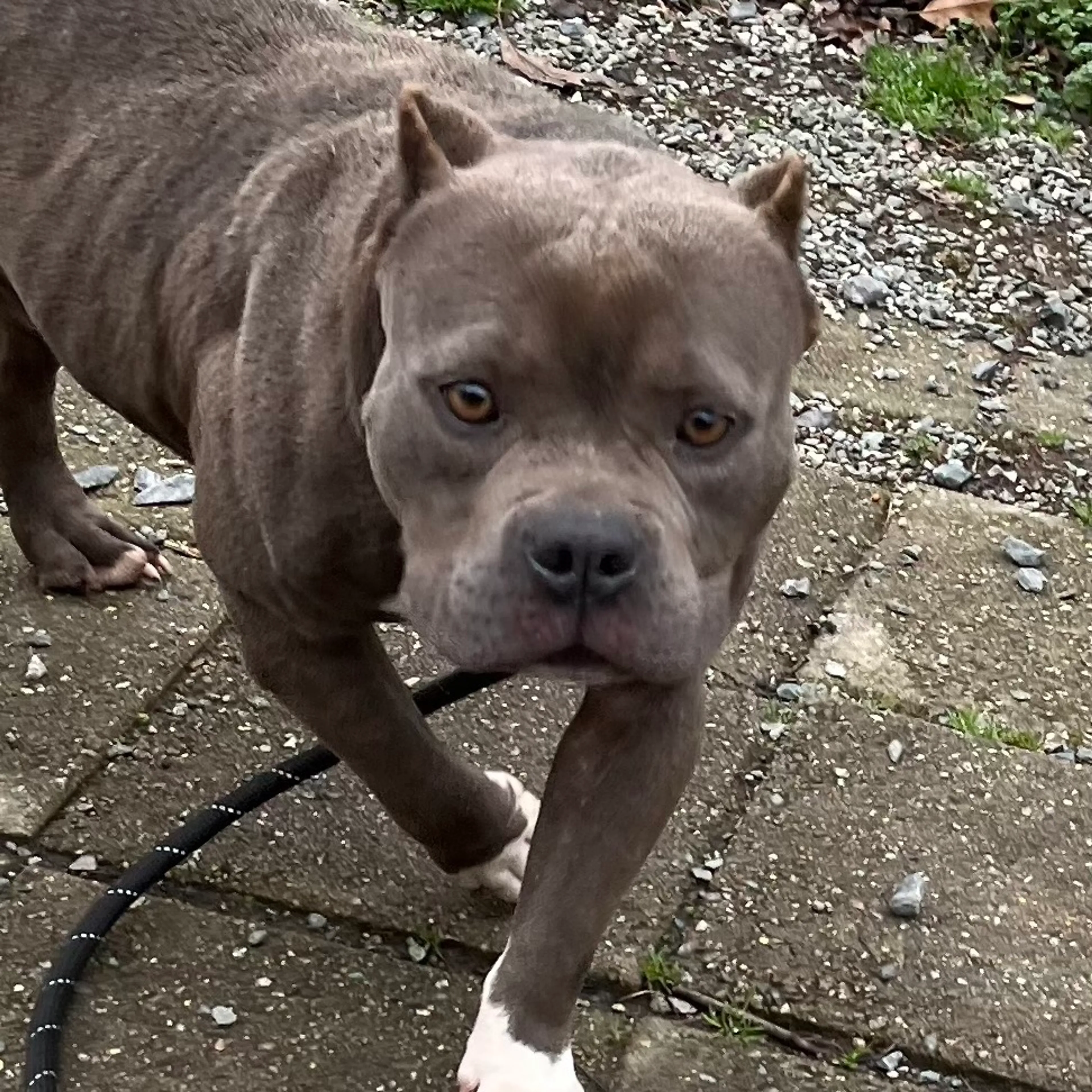 Found pet-3